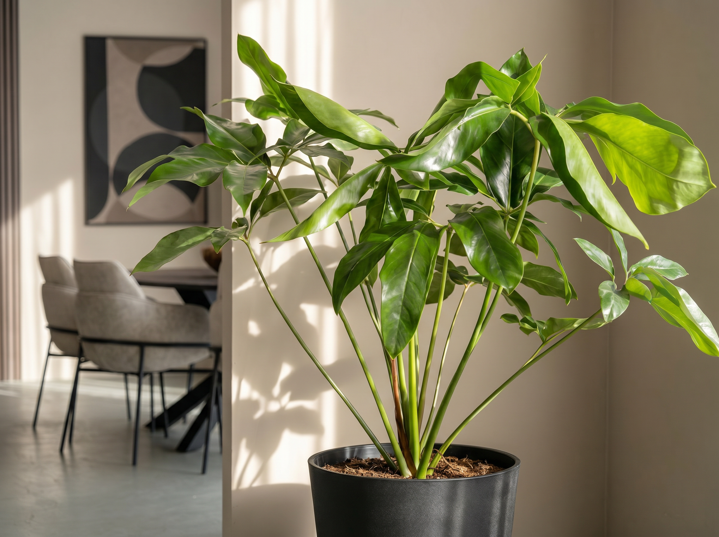 Philodendron Green Wonder