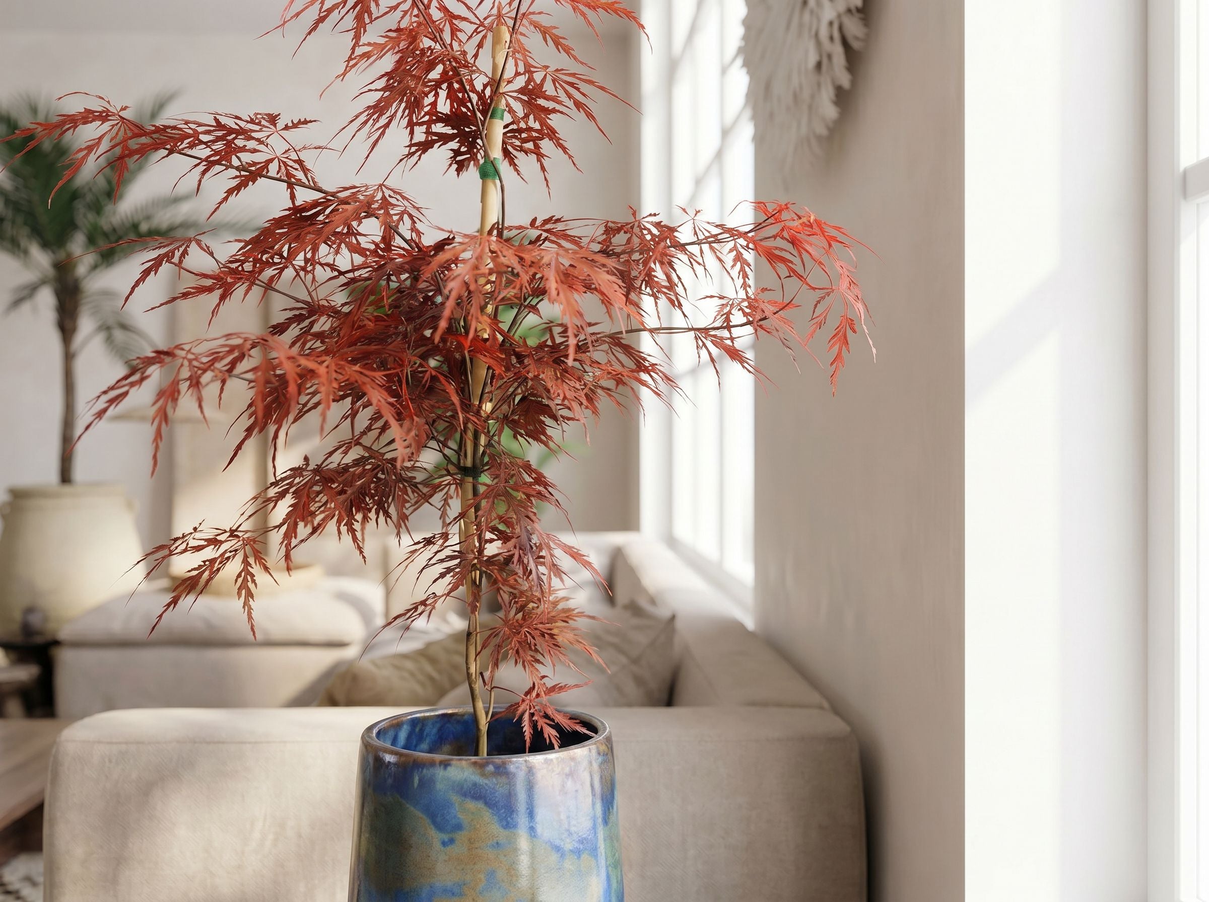 Acer palm. 'Garnet'