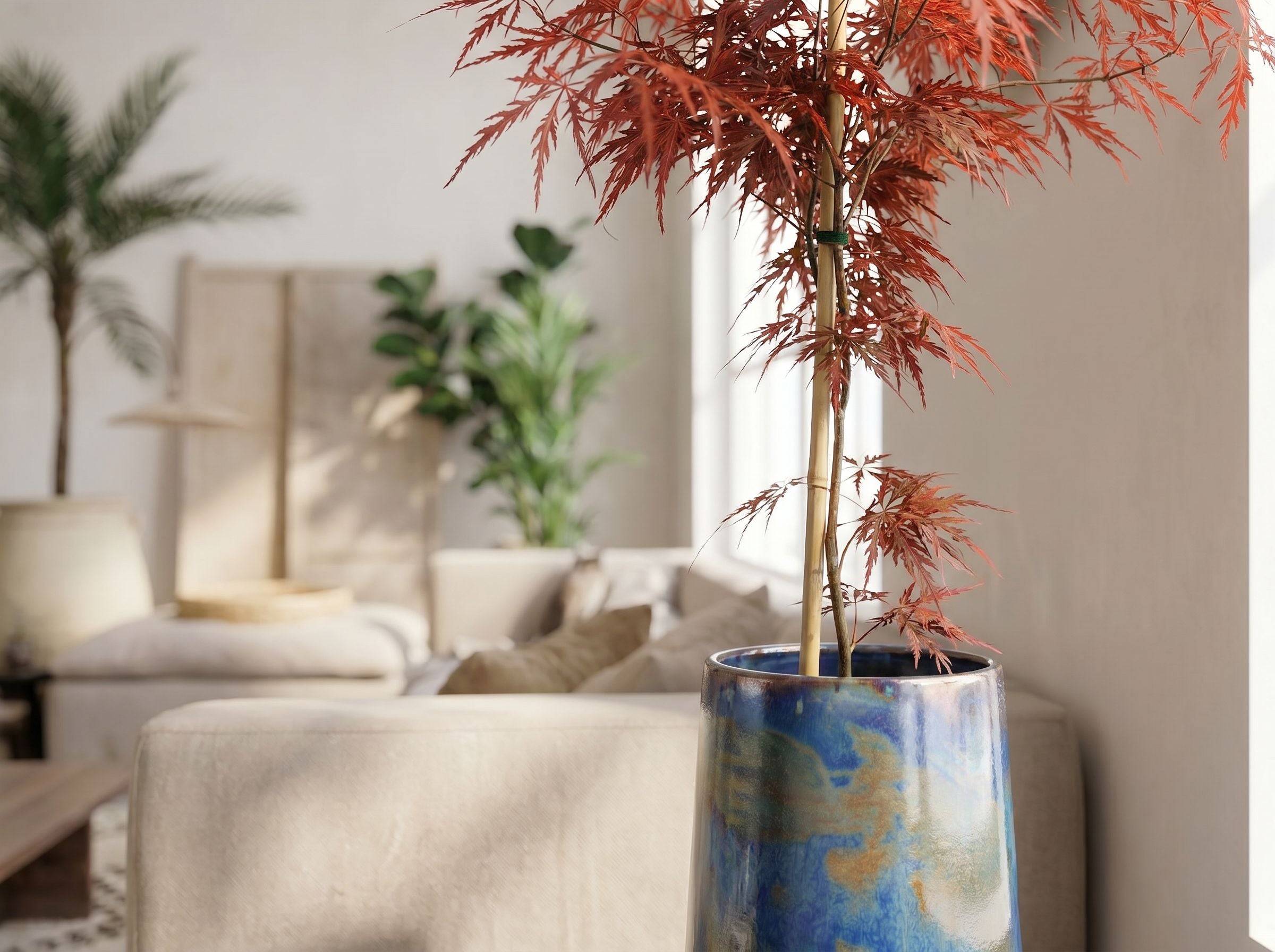 Acer palm. 'Garnet'