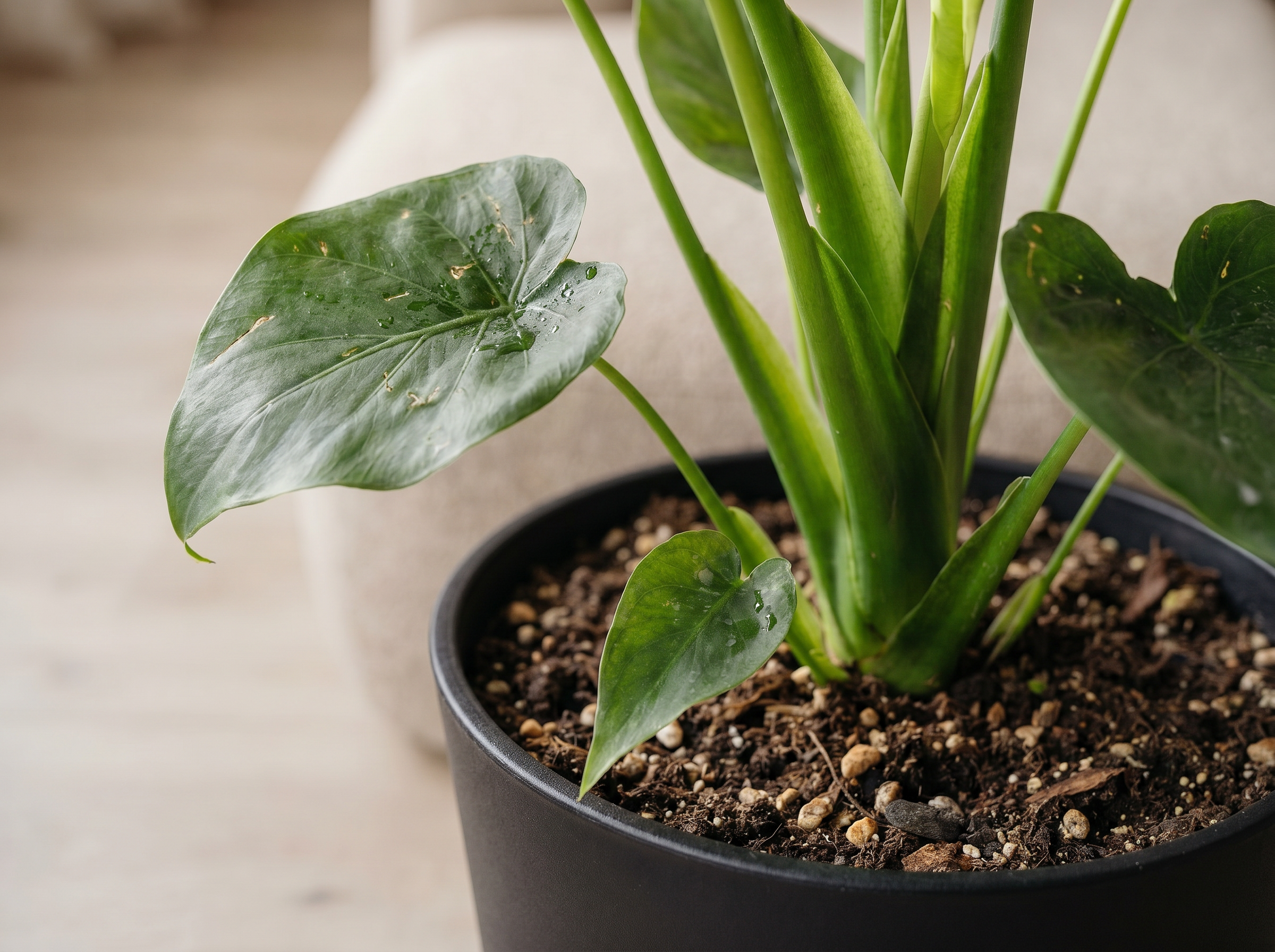 Alocasia Cucullata bladstructuur close-up
