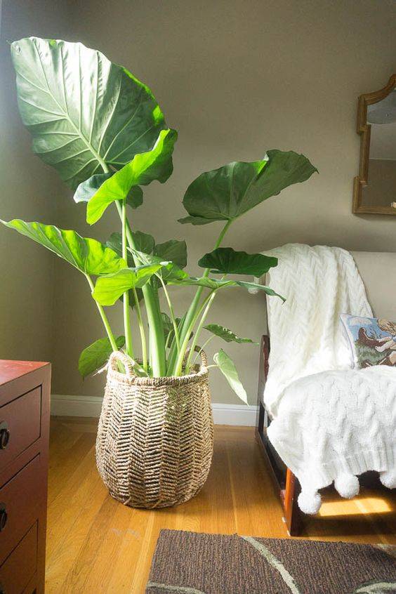 Alocasia Portadora