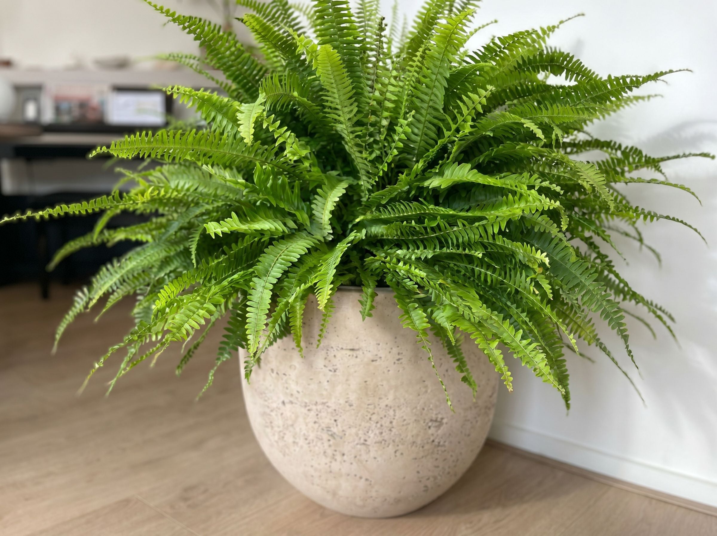 Nephrolepis
