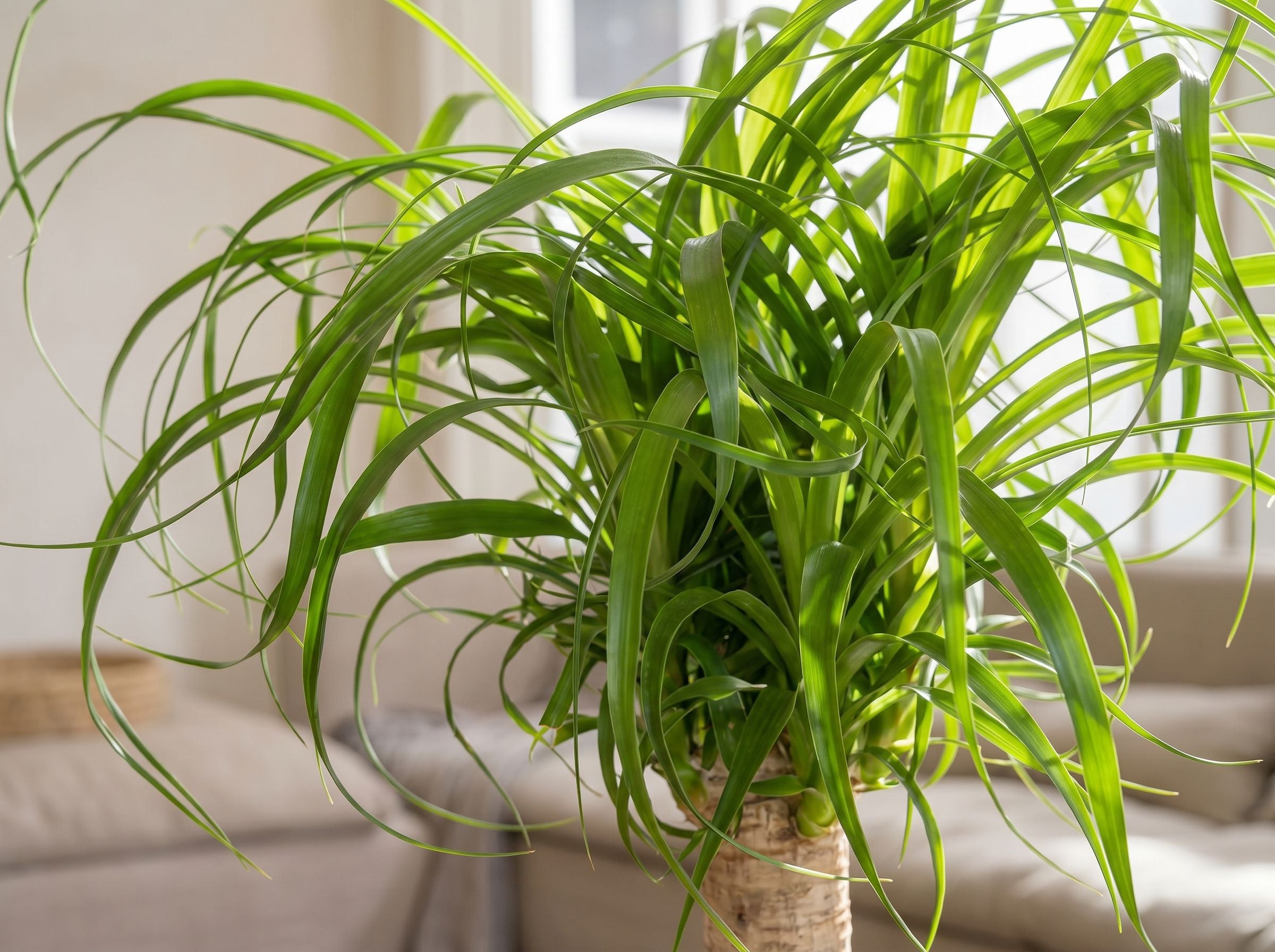 Beaucarnea Recurvata Stem (Accent)