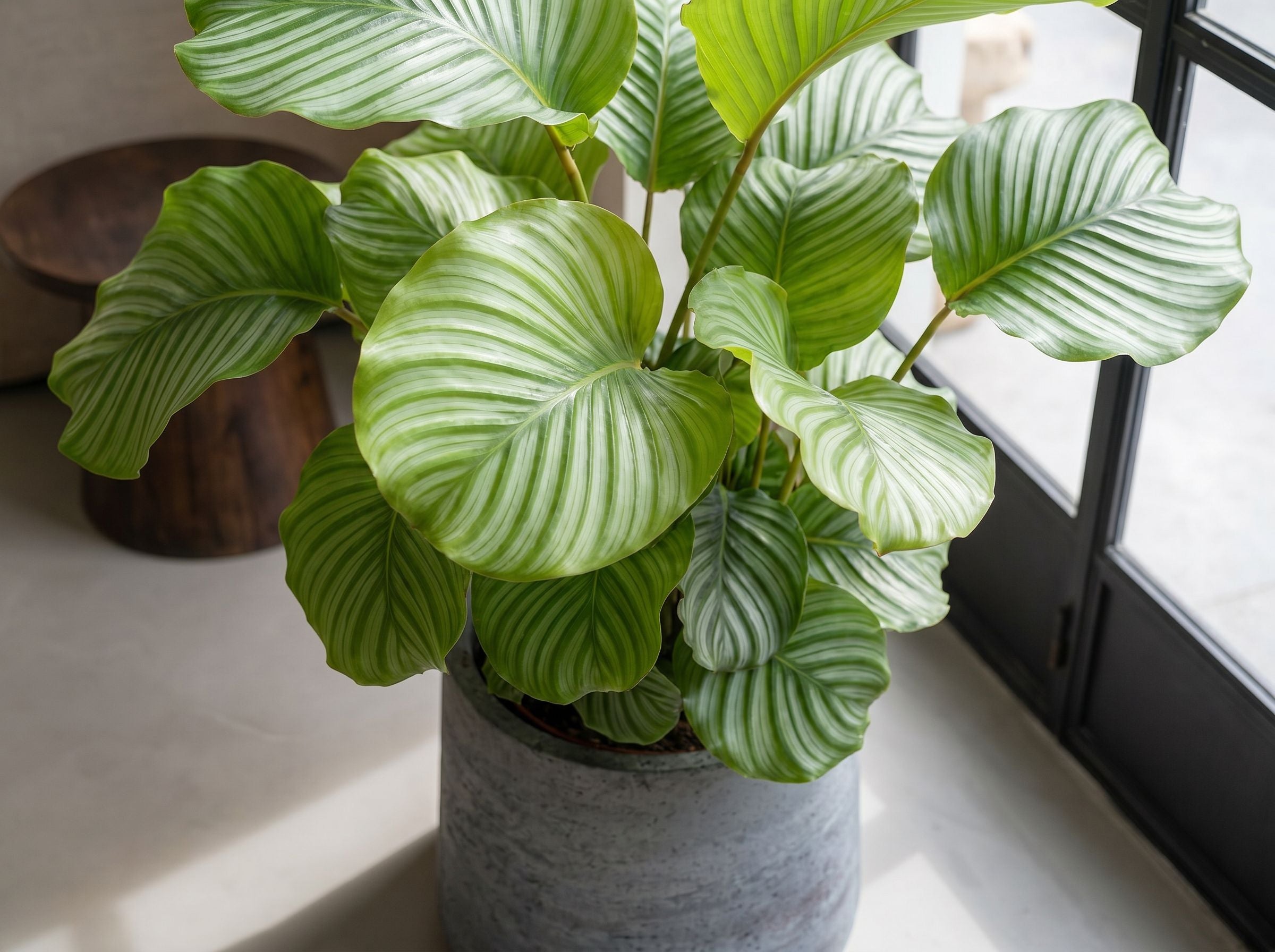 Calathea Orbifolia bladstructuur close-up