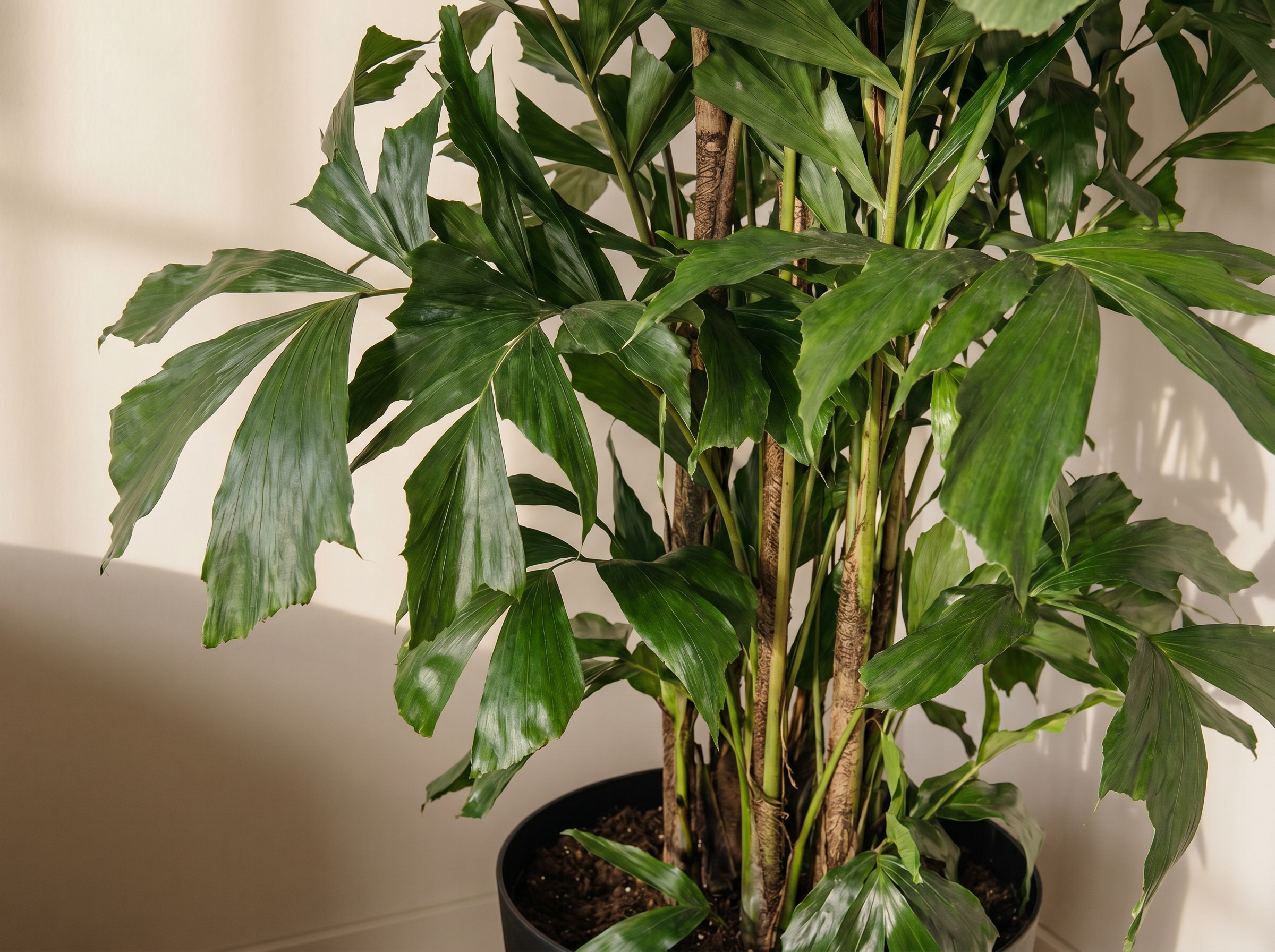 Caryota Mitis bladstructuur close-up