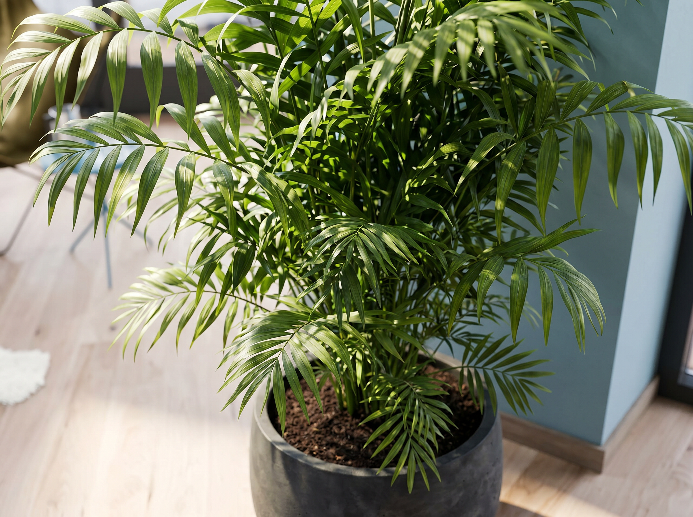 Chamaedorea Elegans