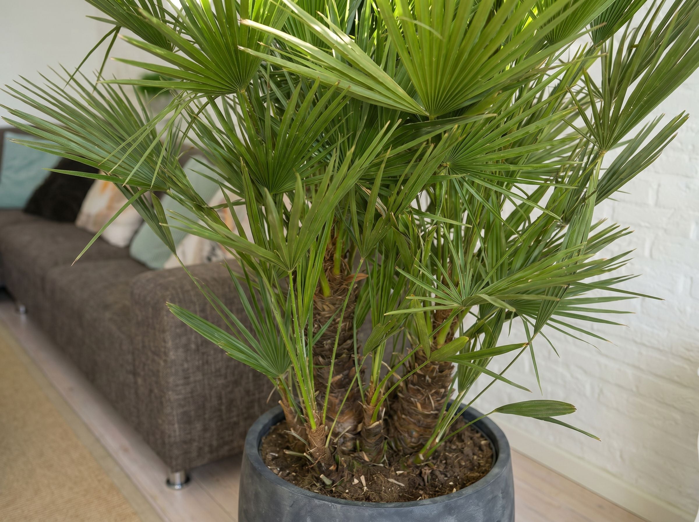Chamaerops Humilis multi-stem