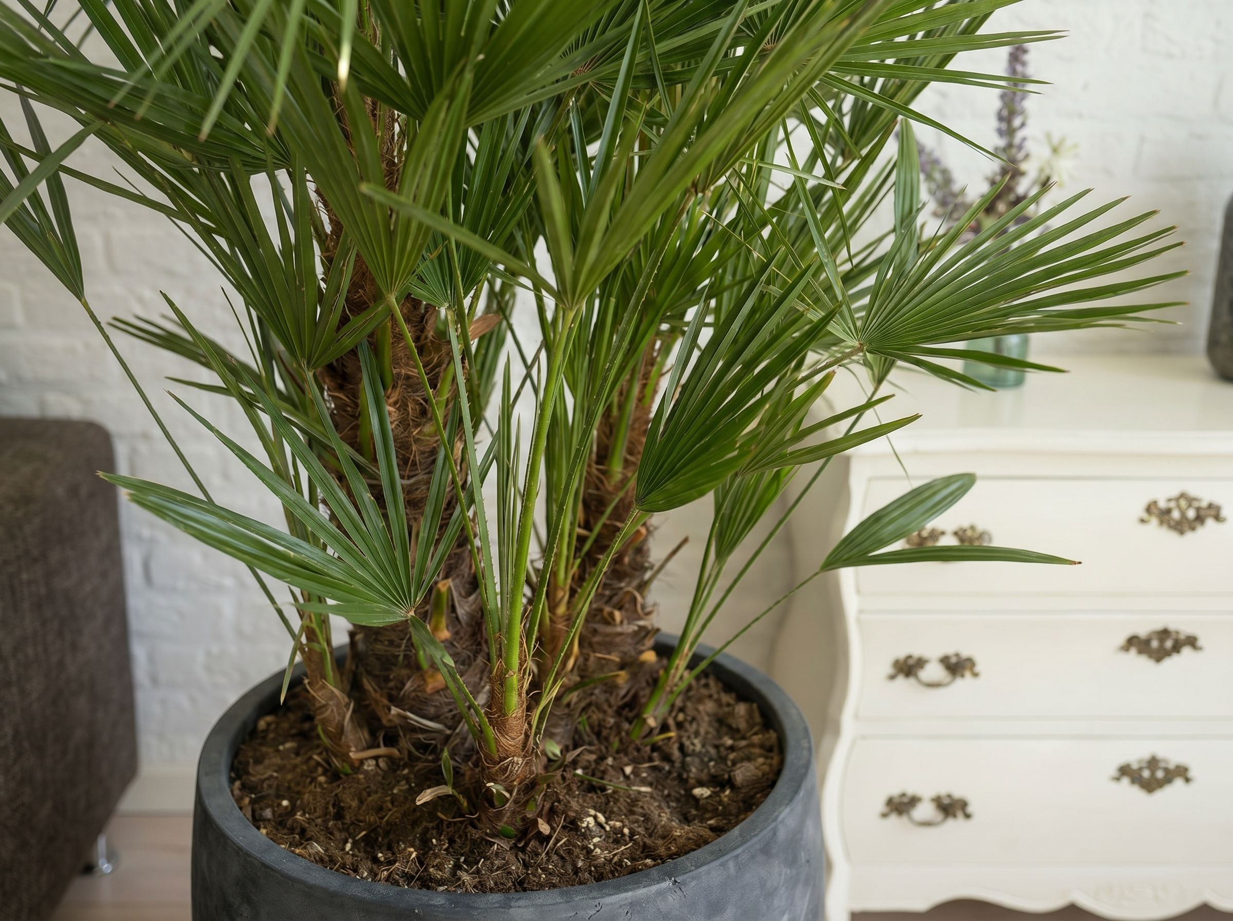 Chamaerops Humilis multi-stem
