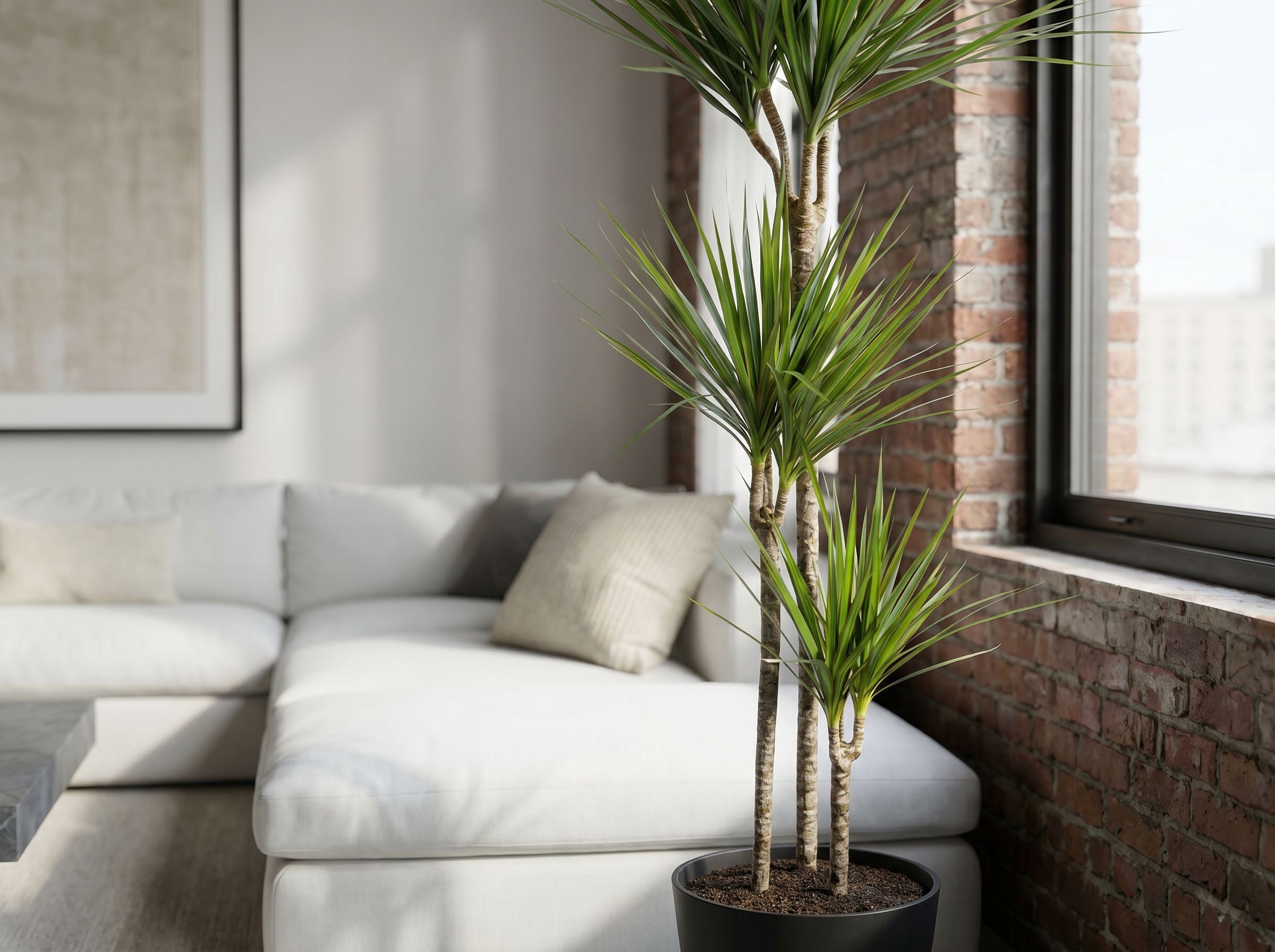 Dracaena Marginata Green bladstructuur close-up