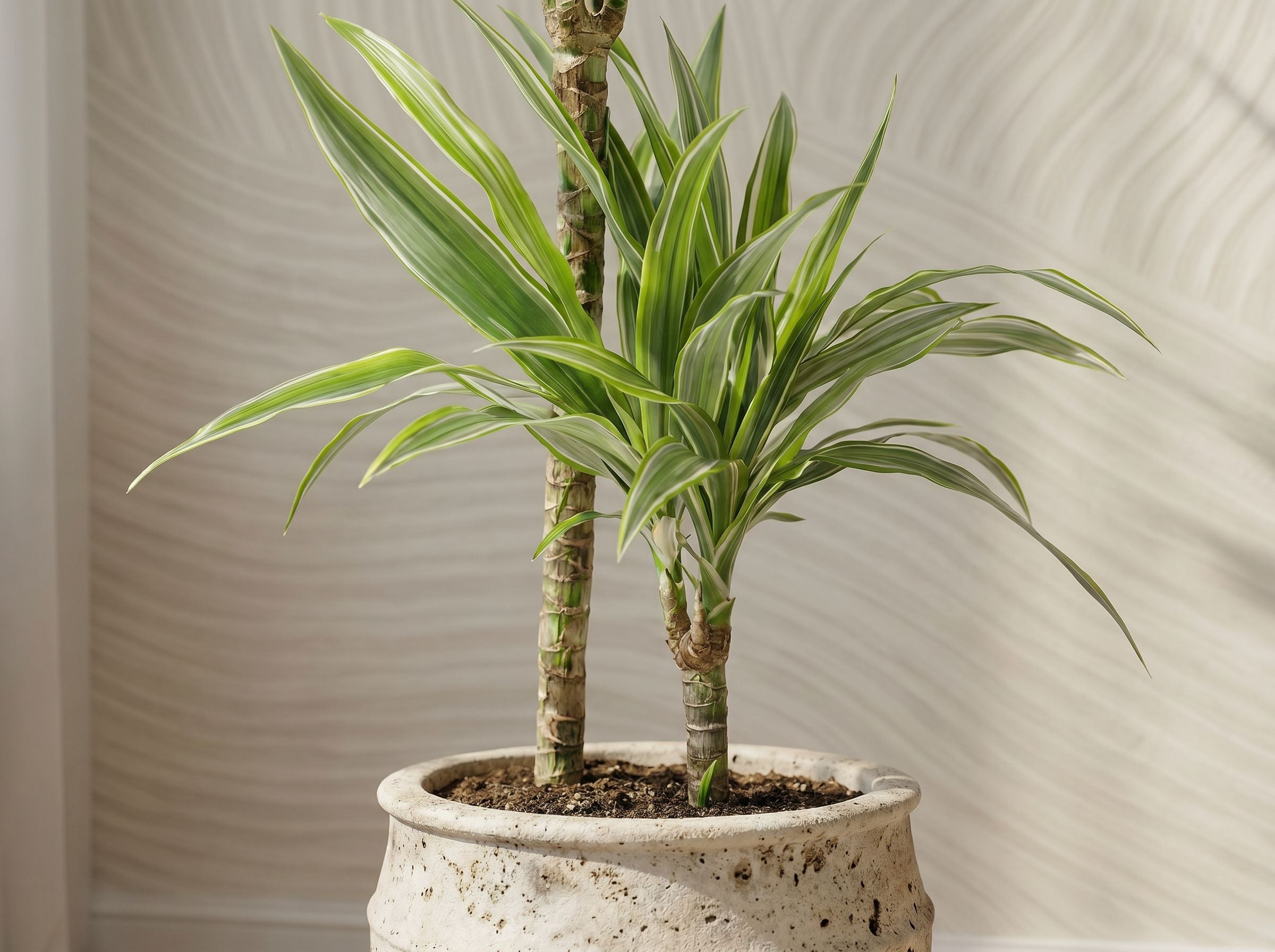 Dracaena Deremensis White Stripe (Accentplant) bladstructuur close-up