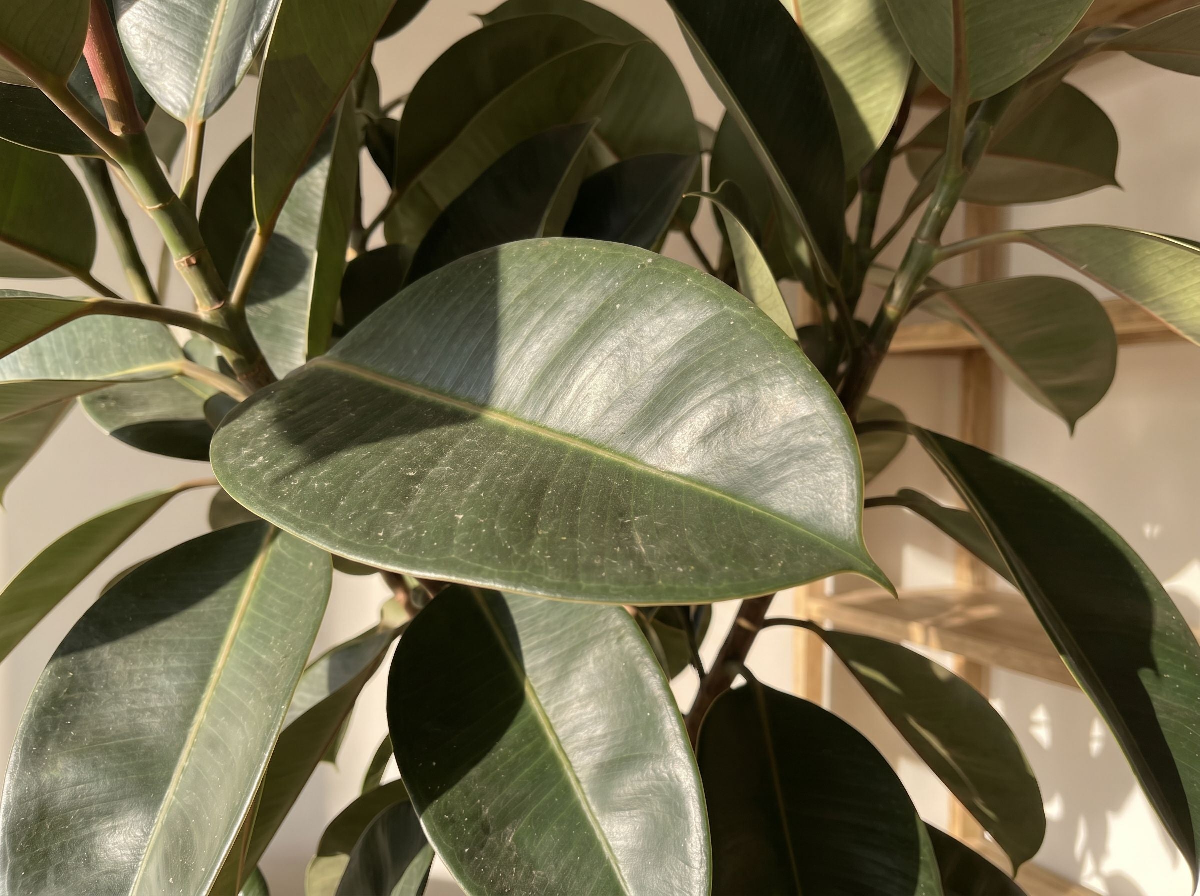 Ficus Elastica Burgundy rubberplant burgundy volledige plant