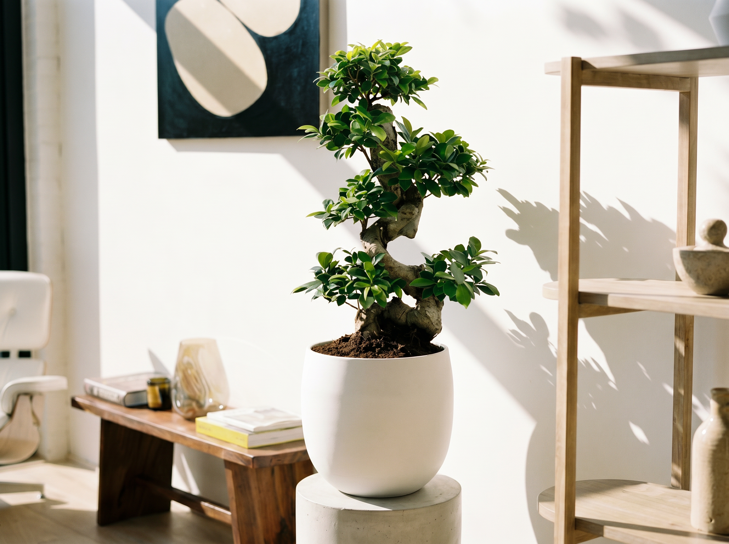 Ficus Ginseng