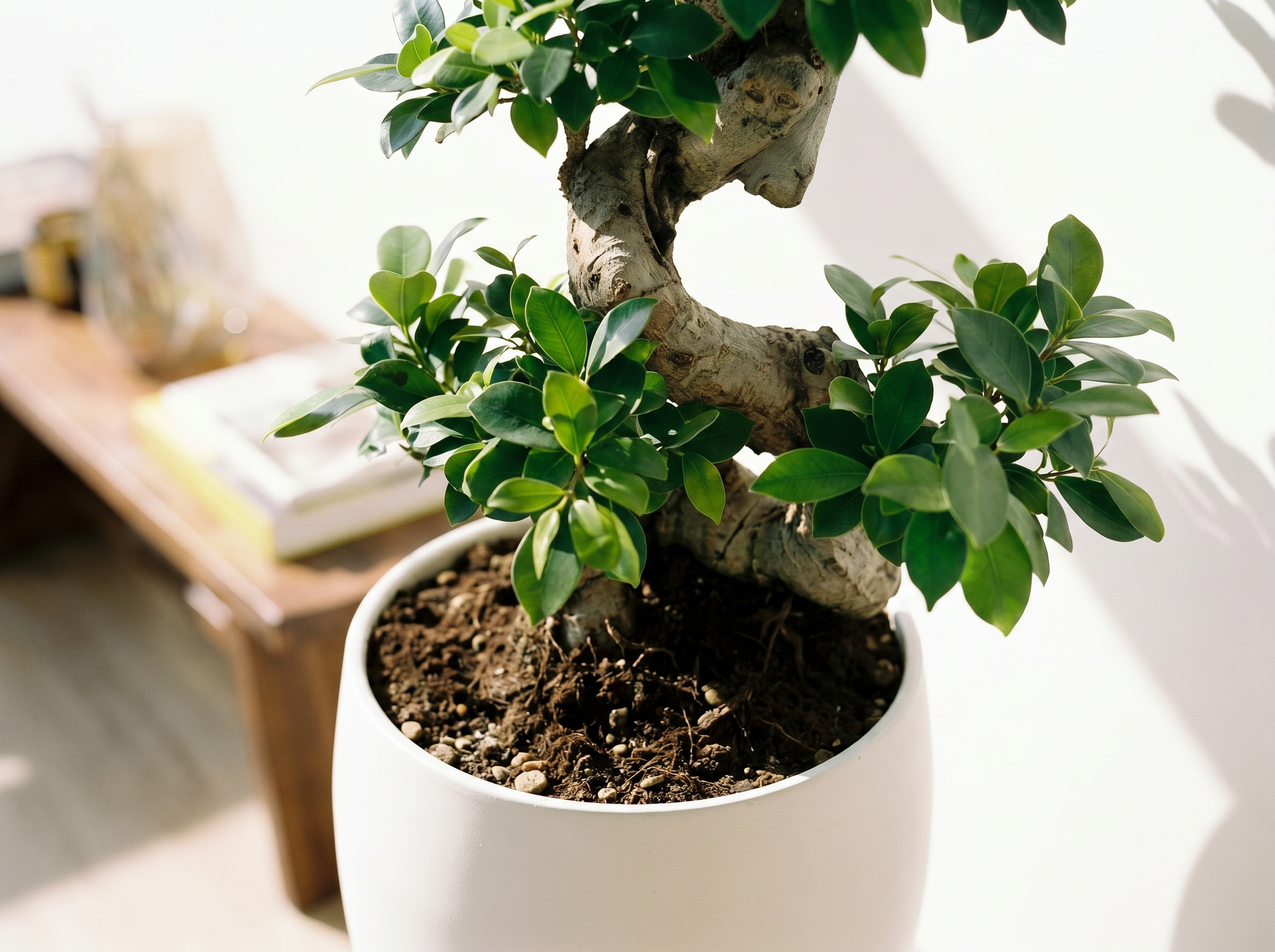 Ficus Ginseng
