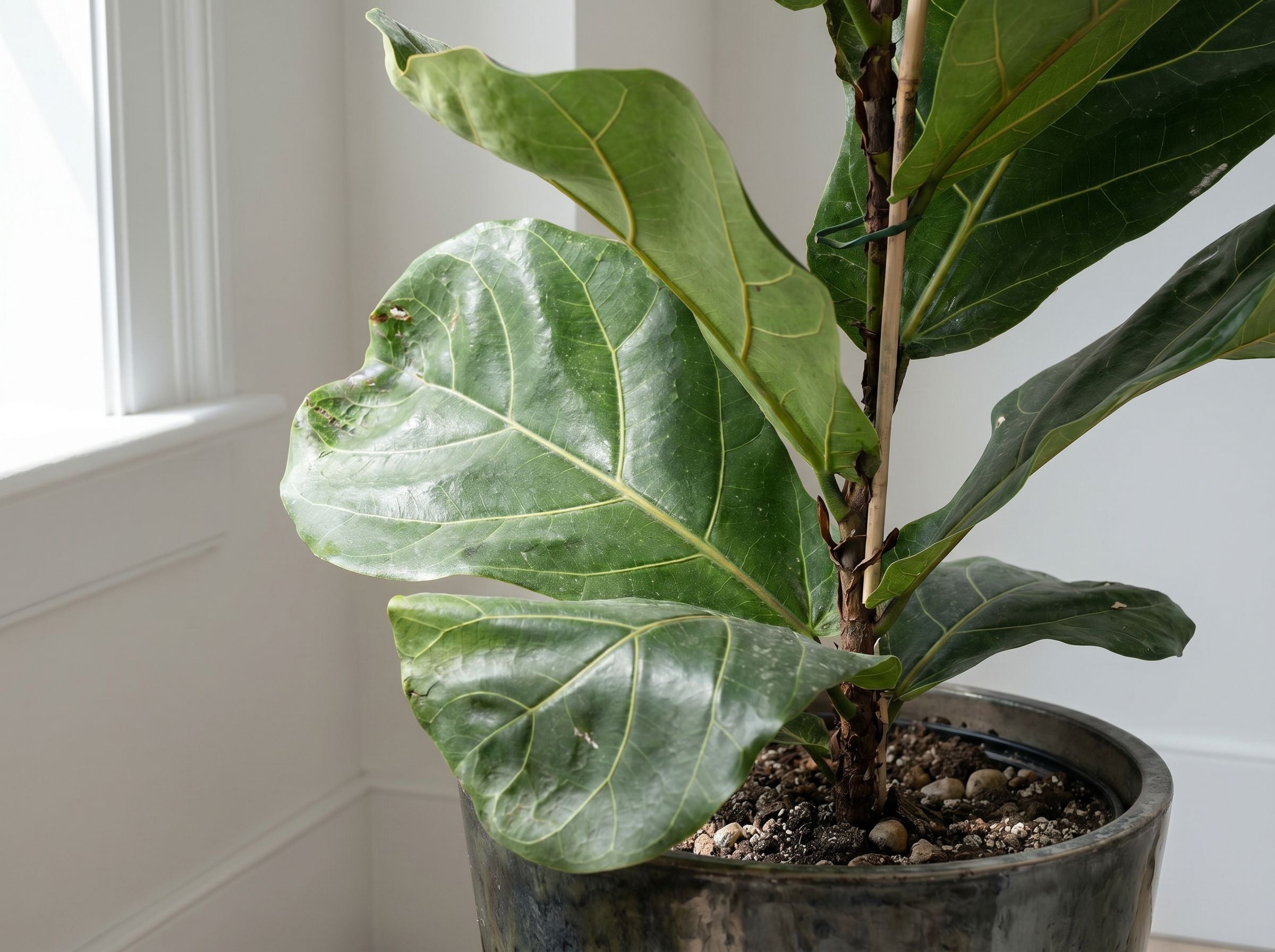 Ficus Lyrata struik (accent) bladstructuur close-up