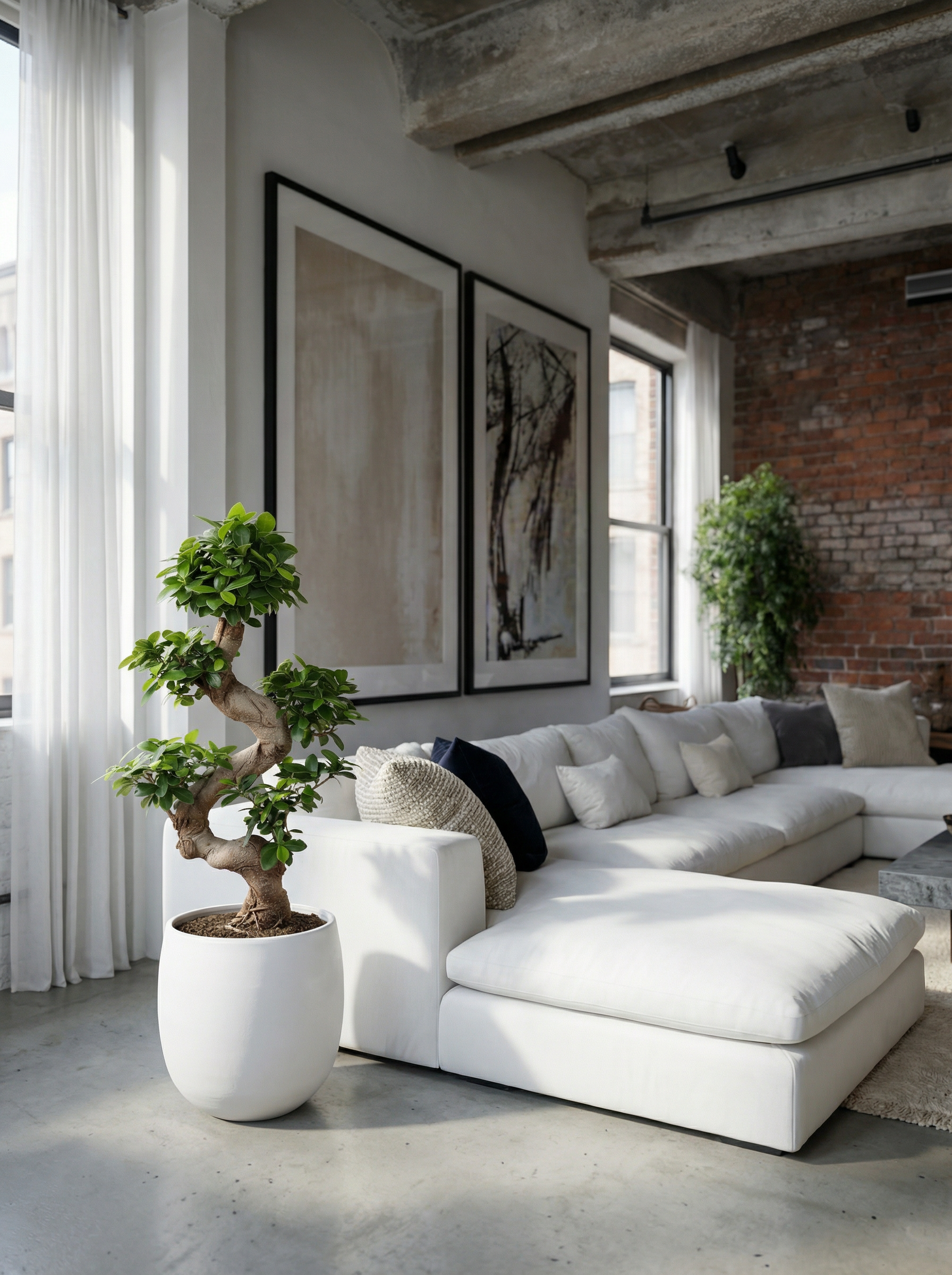 Ficus Microcarpa Ginseng