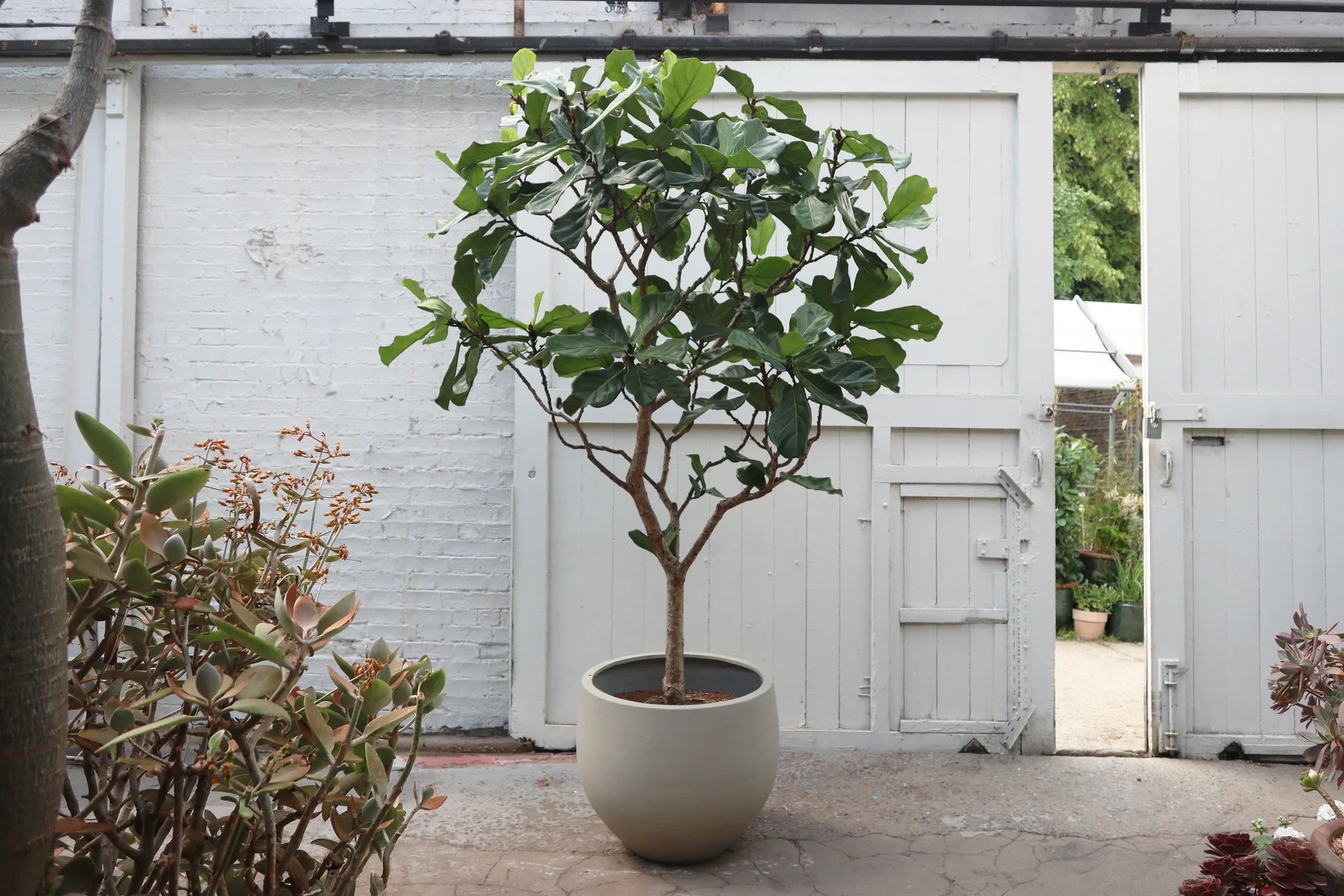 Ficus lyrata