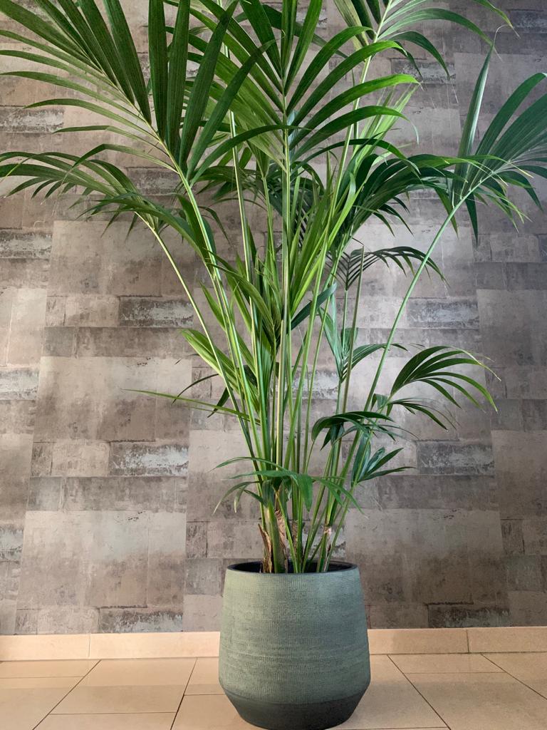 Howea forsteriana