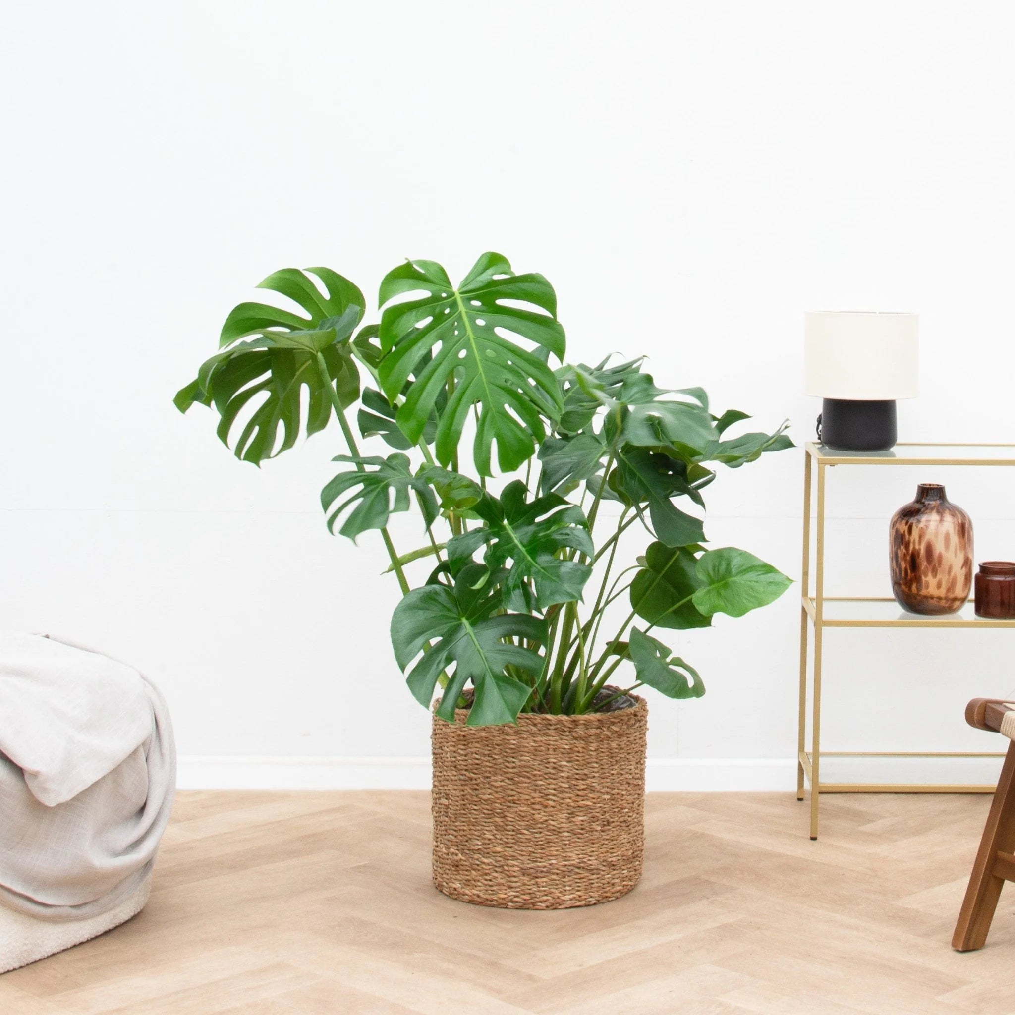 Monstera deliciosa