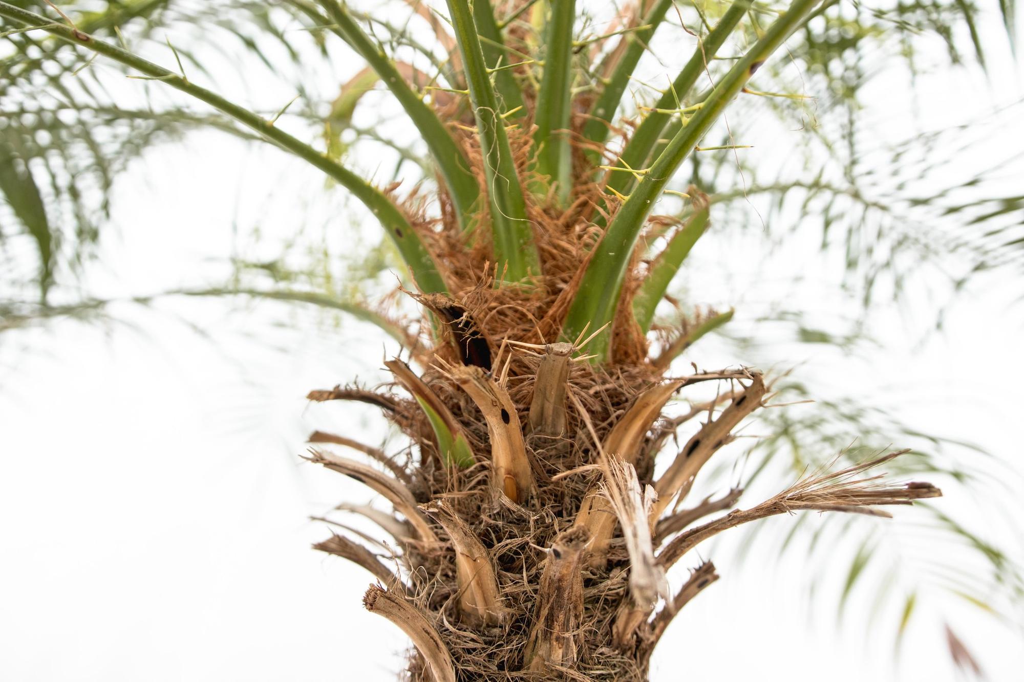 Phoenix Roebelenii op Stam