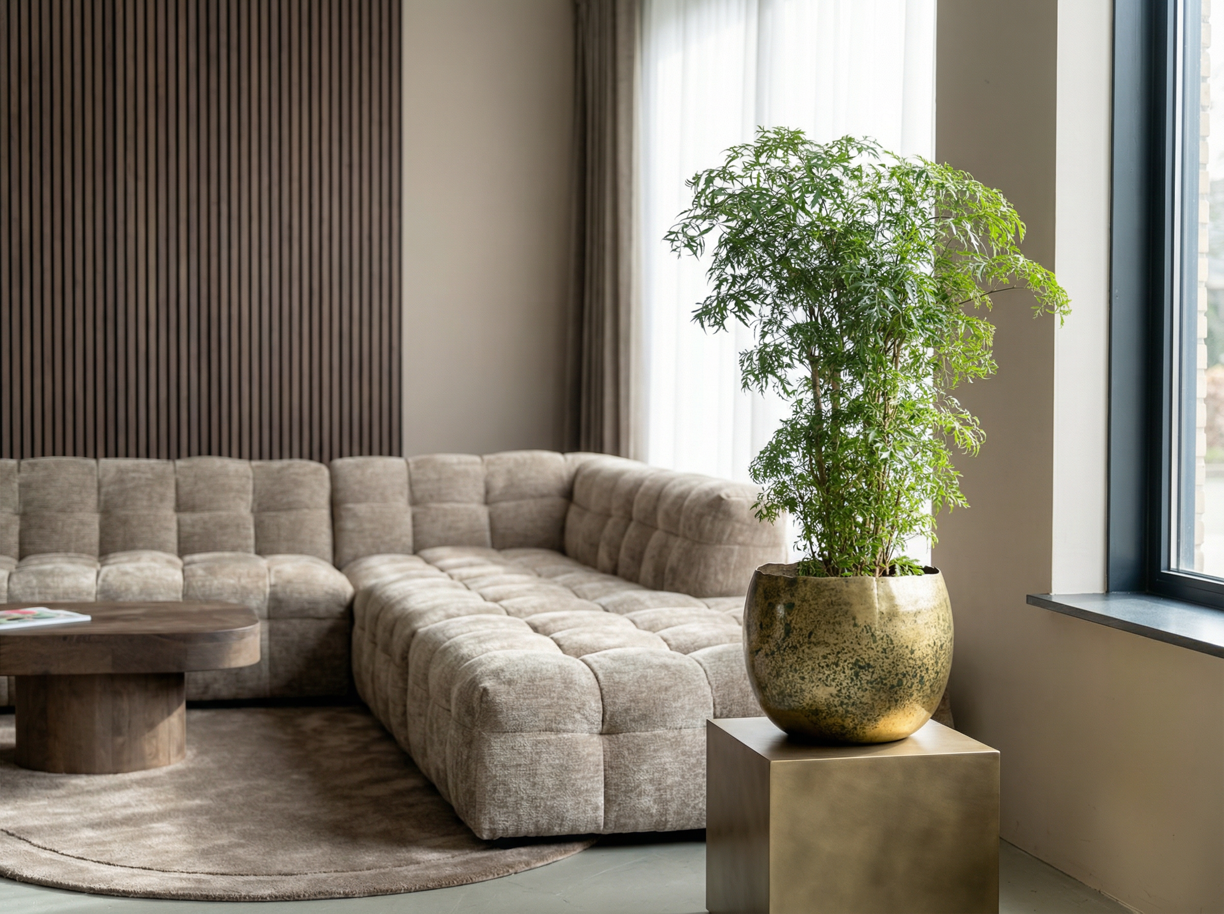 Polyscias fruticosa (Aralia)