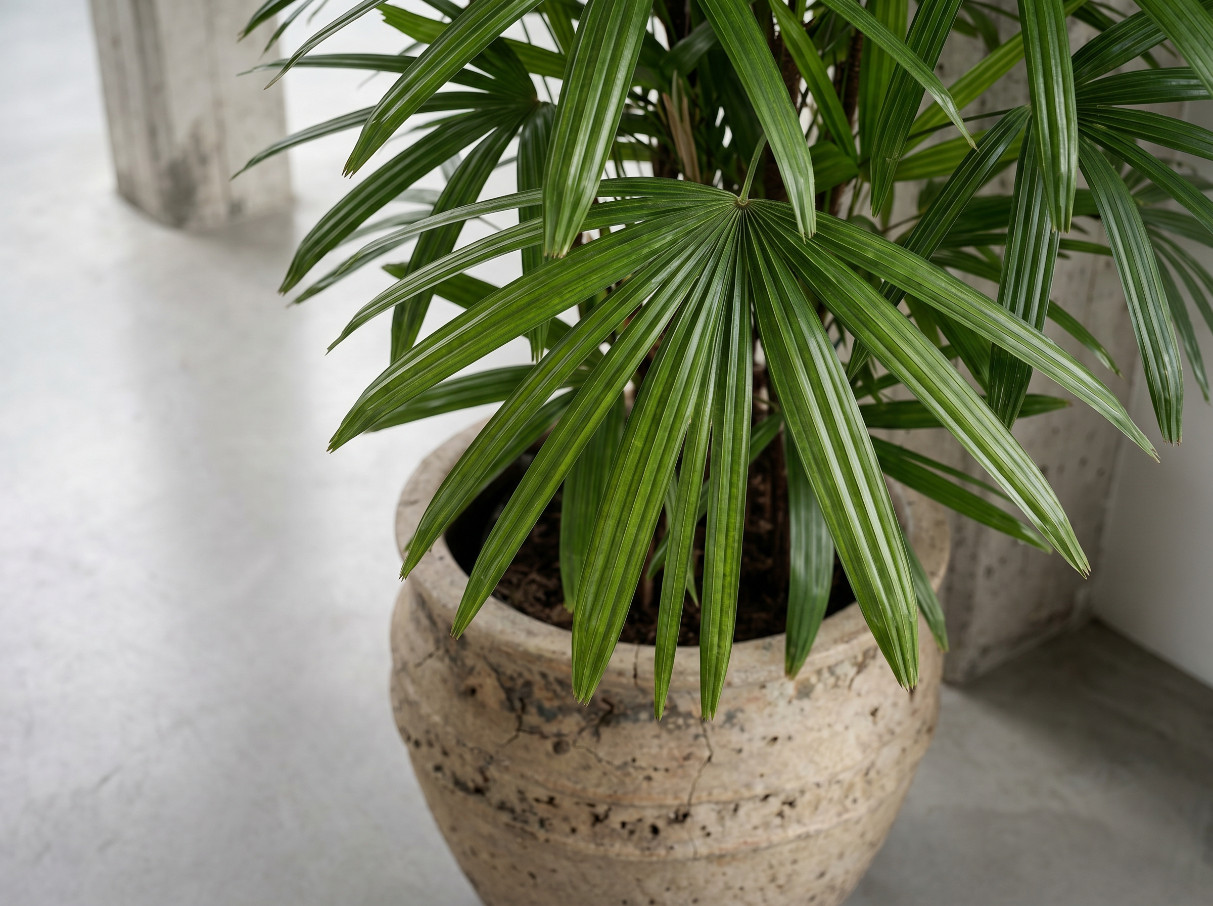Rhapis Excelsa bladstructuur close-up