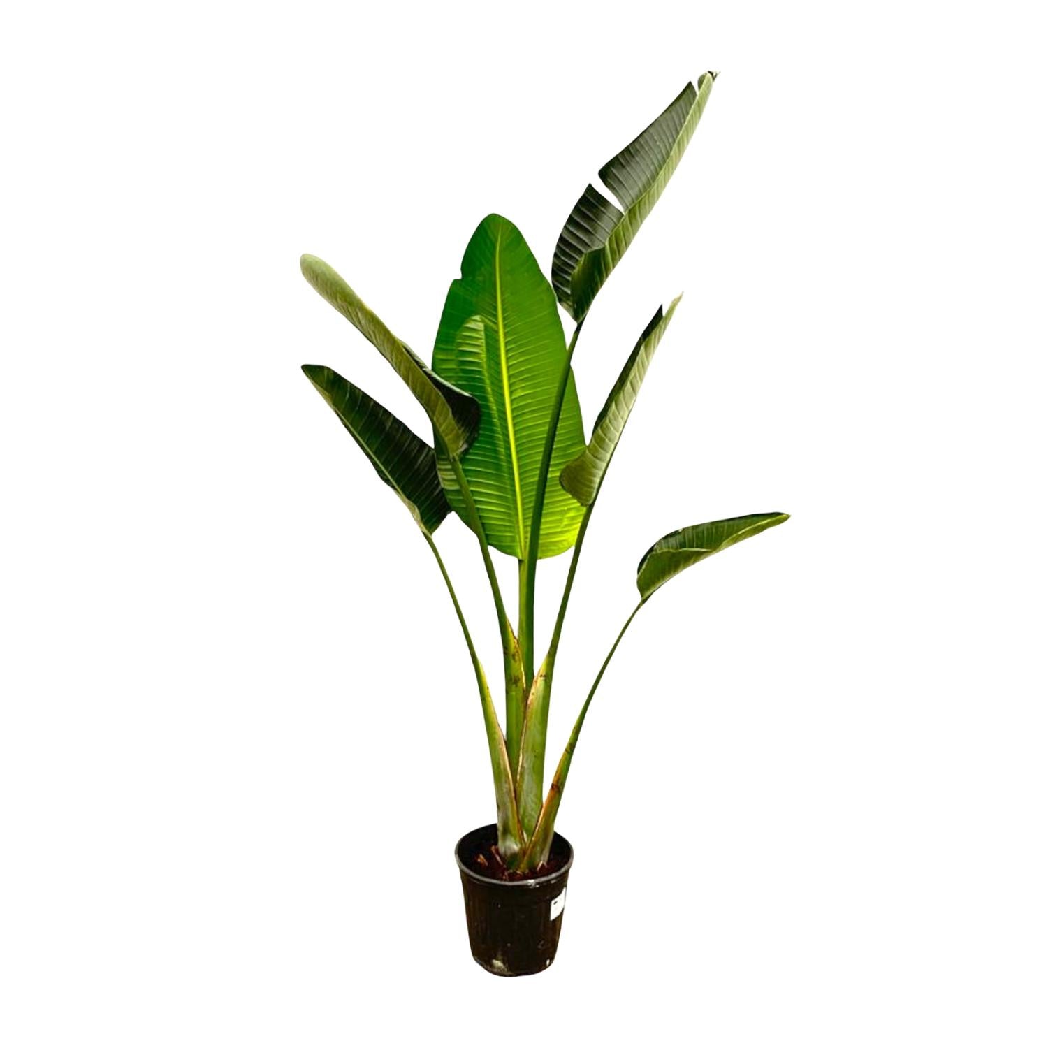 Strelitzia Augusta paradijsvogelbloem volledige plant