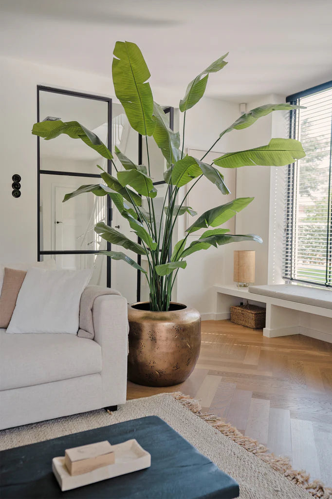 Strelitzia nicolai