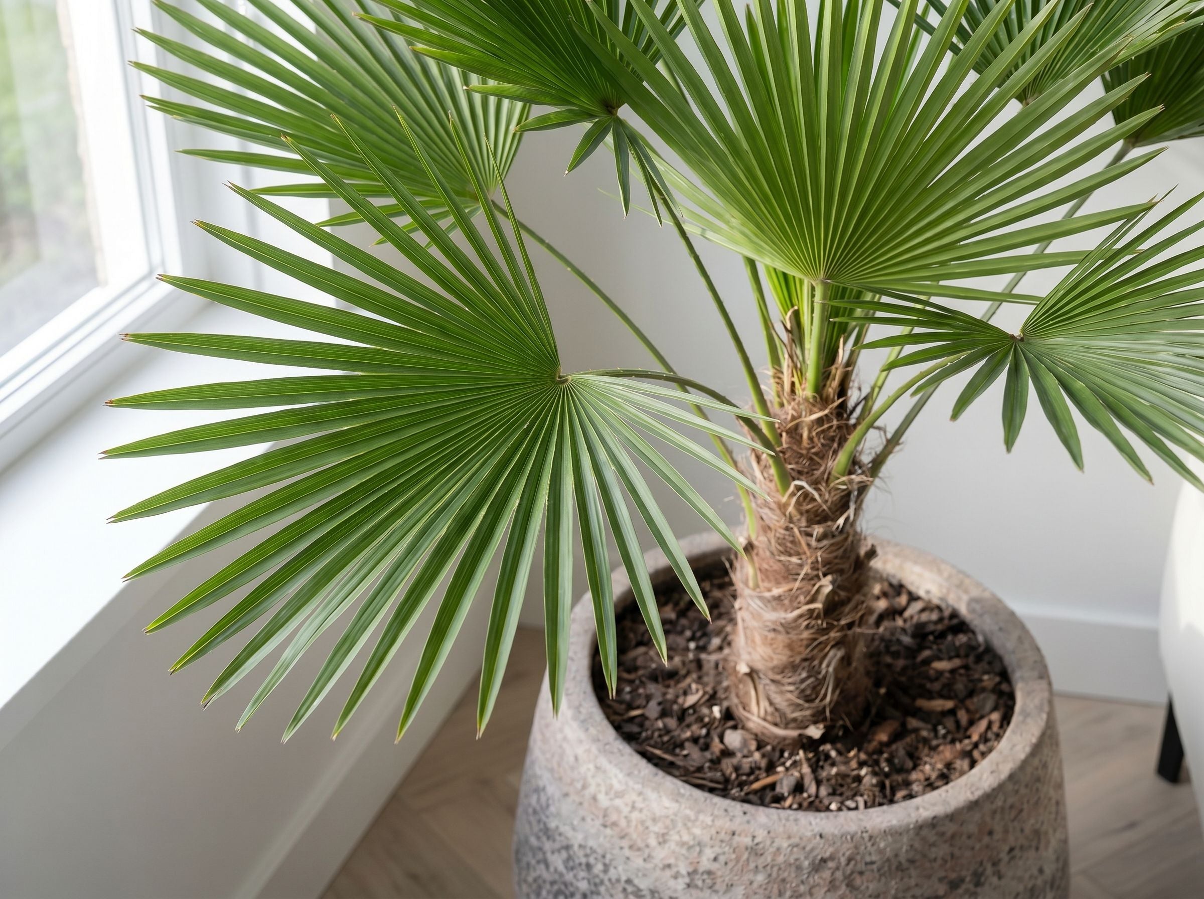 Trachycarpus wagnerianus