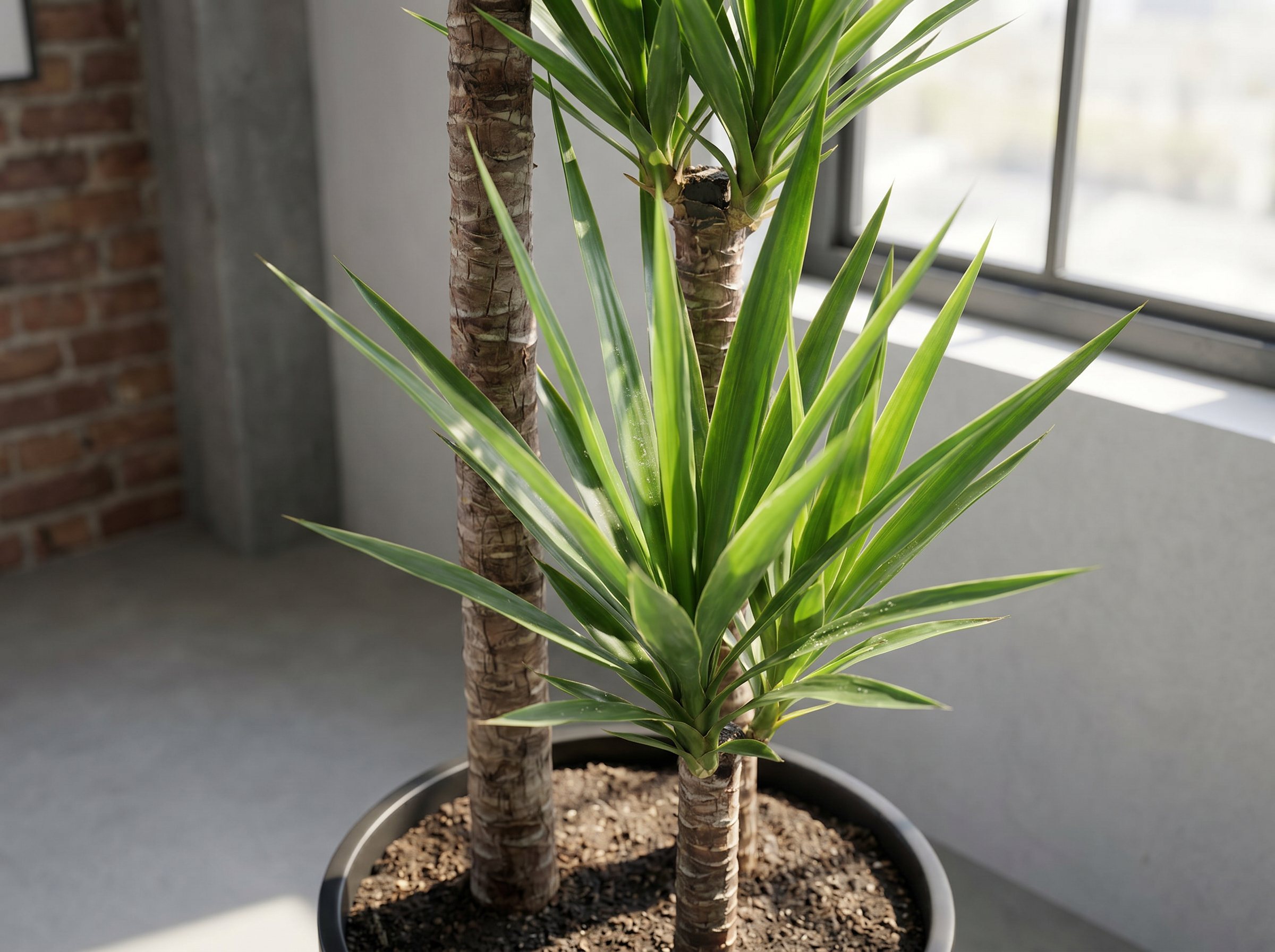 Yucca elephantipes palmlelie volledige plant