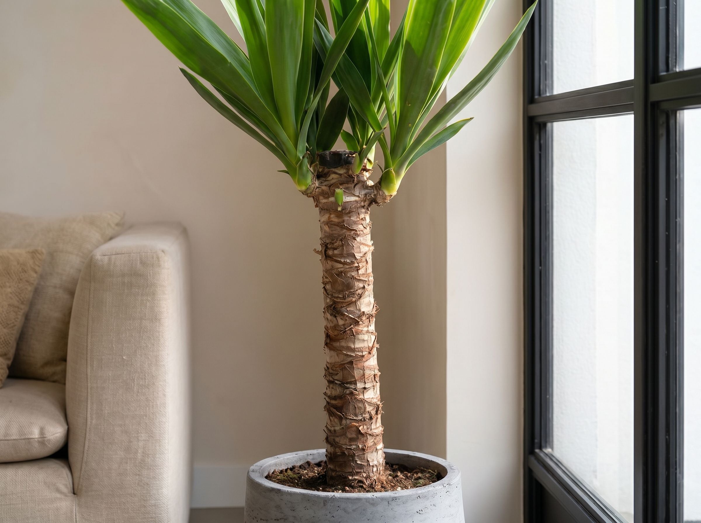 Yucca elephantipes (Accent)