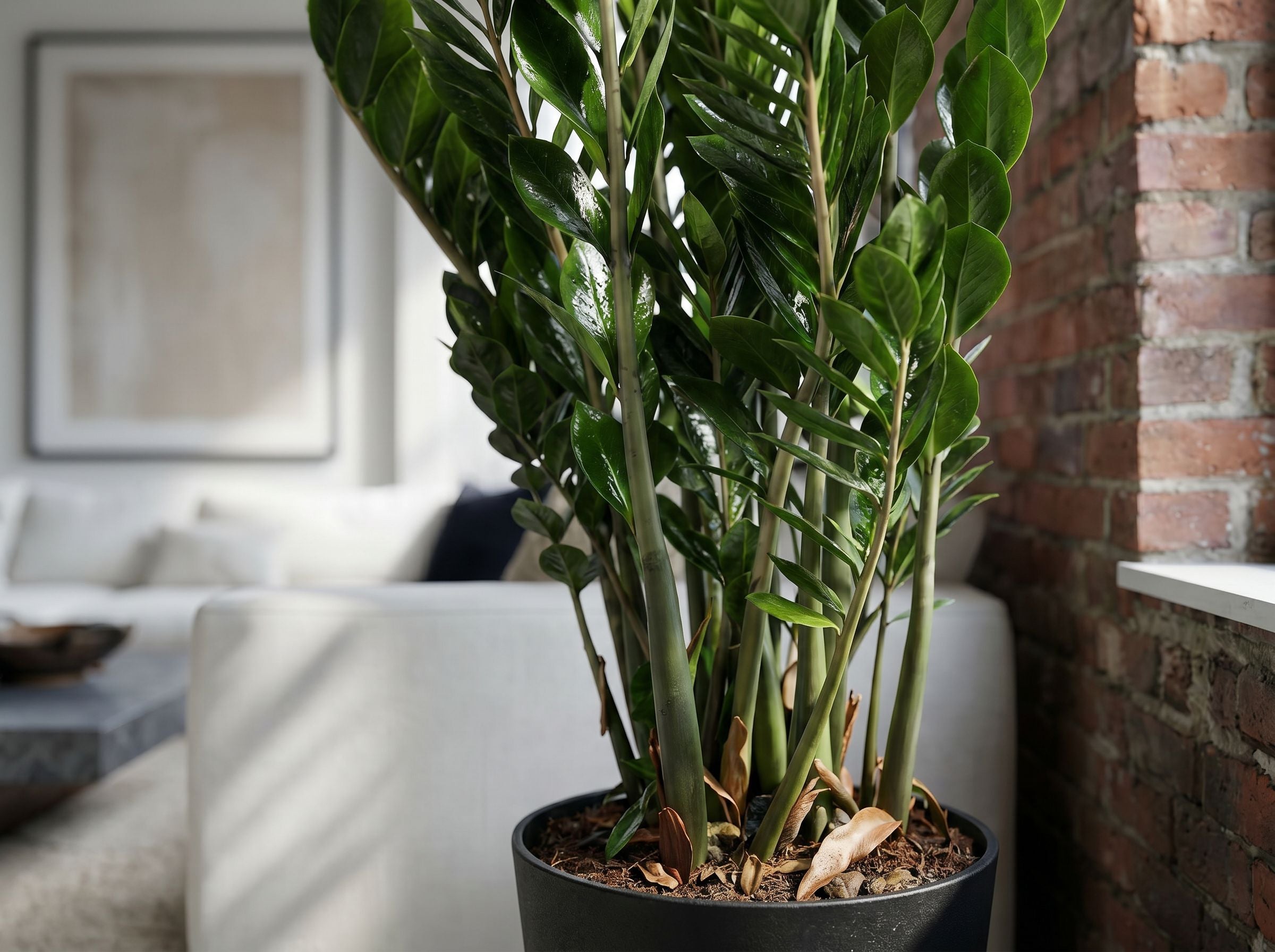 Zamioculcas in modern minimalistisch interieur