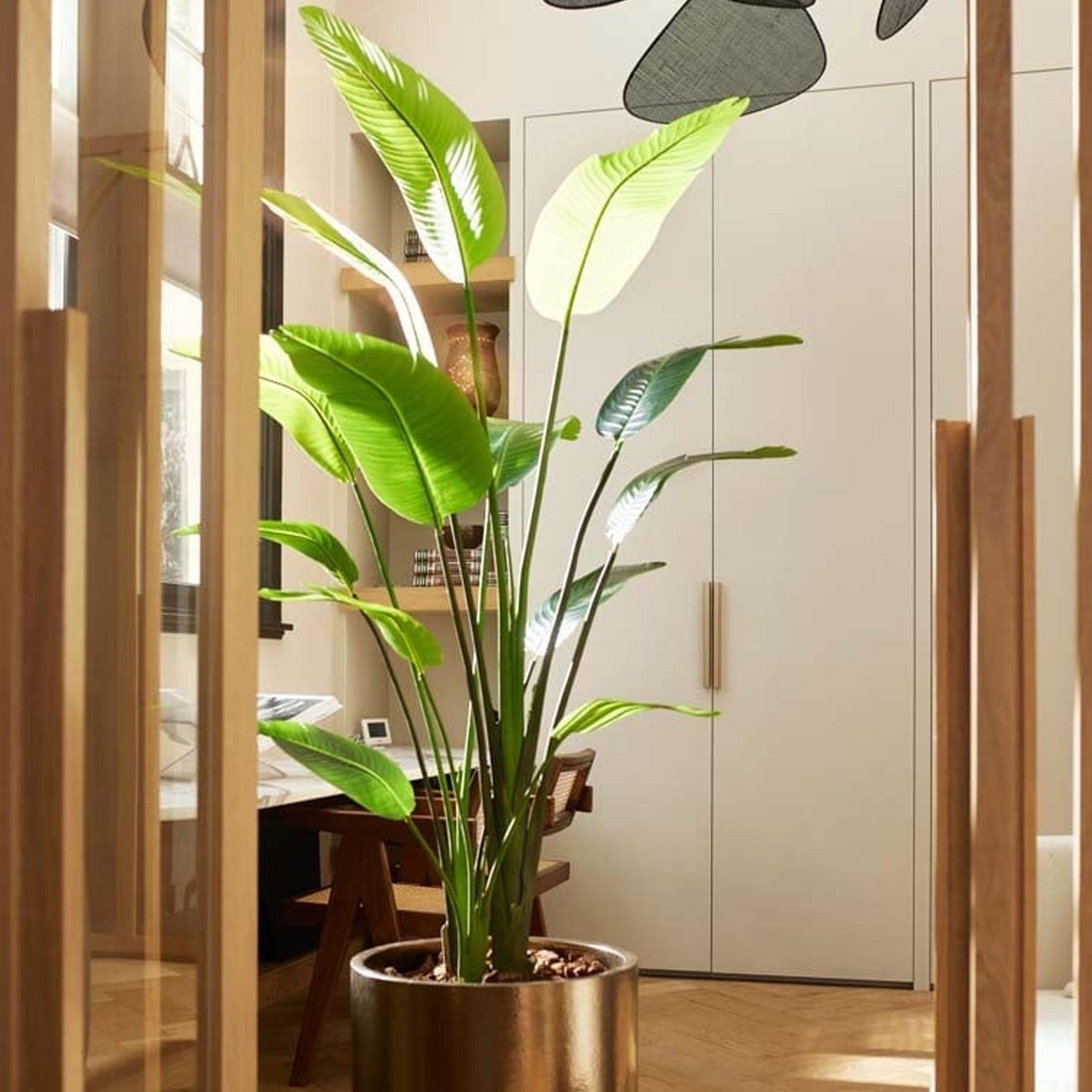 Strelitzia nicolai