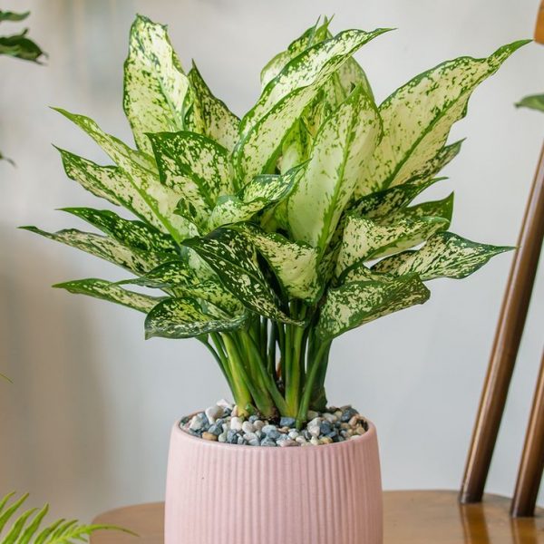 Aglaonema ‘Silver Queen’