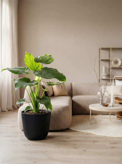 Alocasia Cucullata olifantsoor 55–80 cm in mat keramische pot