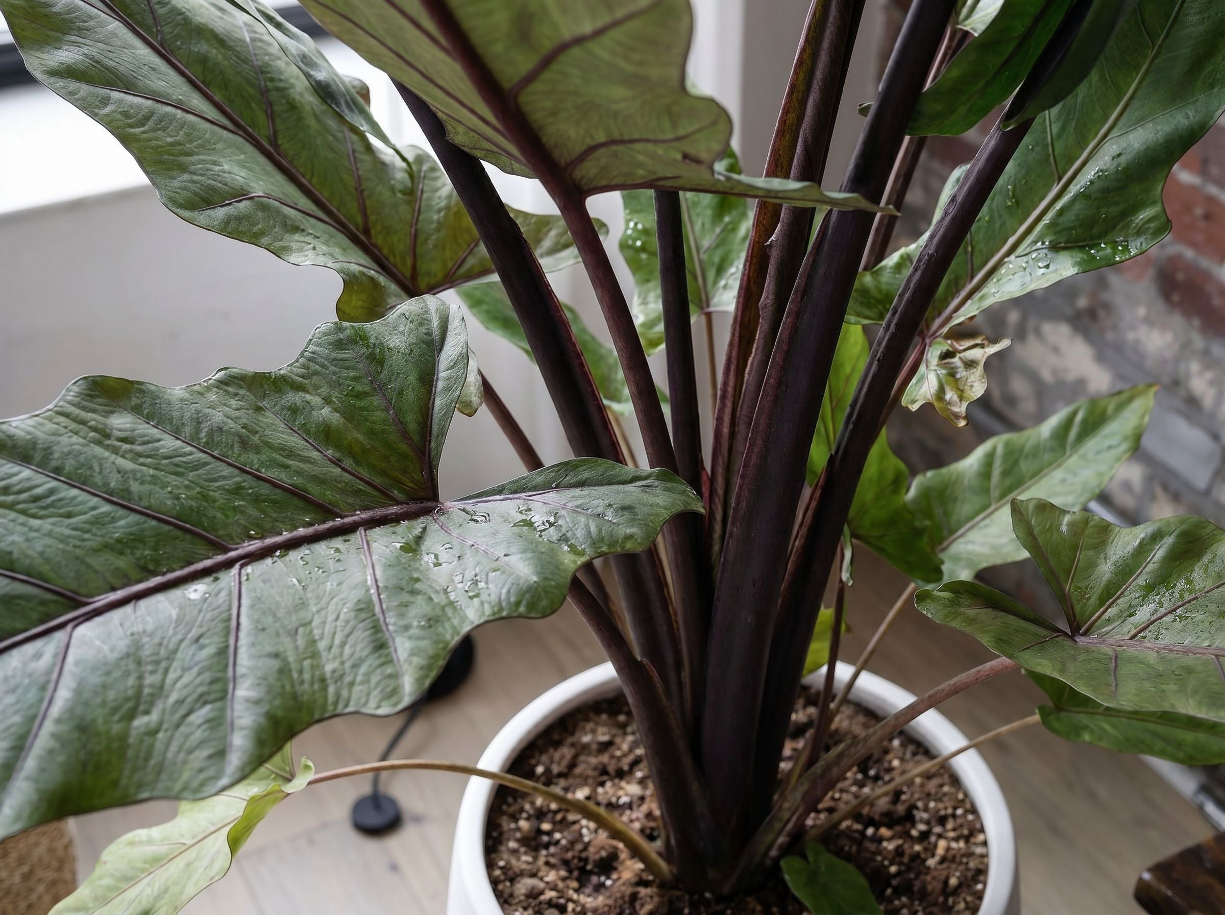 Alocasia Lauterbachiana bladstructuur close-up