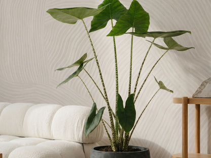 Alocasia Zebrina zebraplant volledige plant