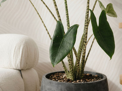 Alocasia Zebrina bladstructuur close-up