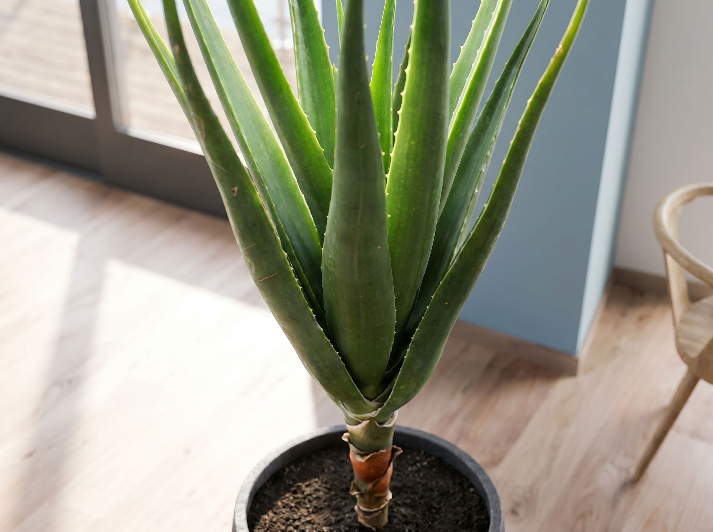 Aloë Barberae boomaloë volledige plant