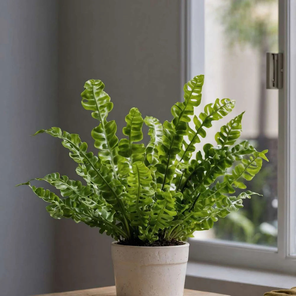 Asplenium nidus