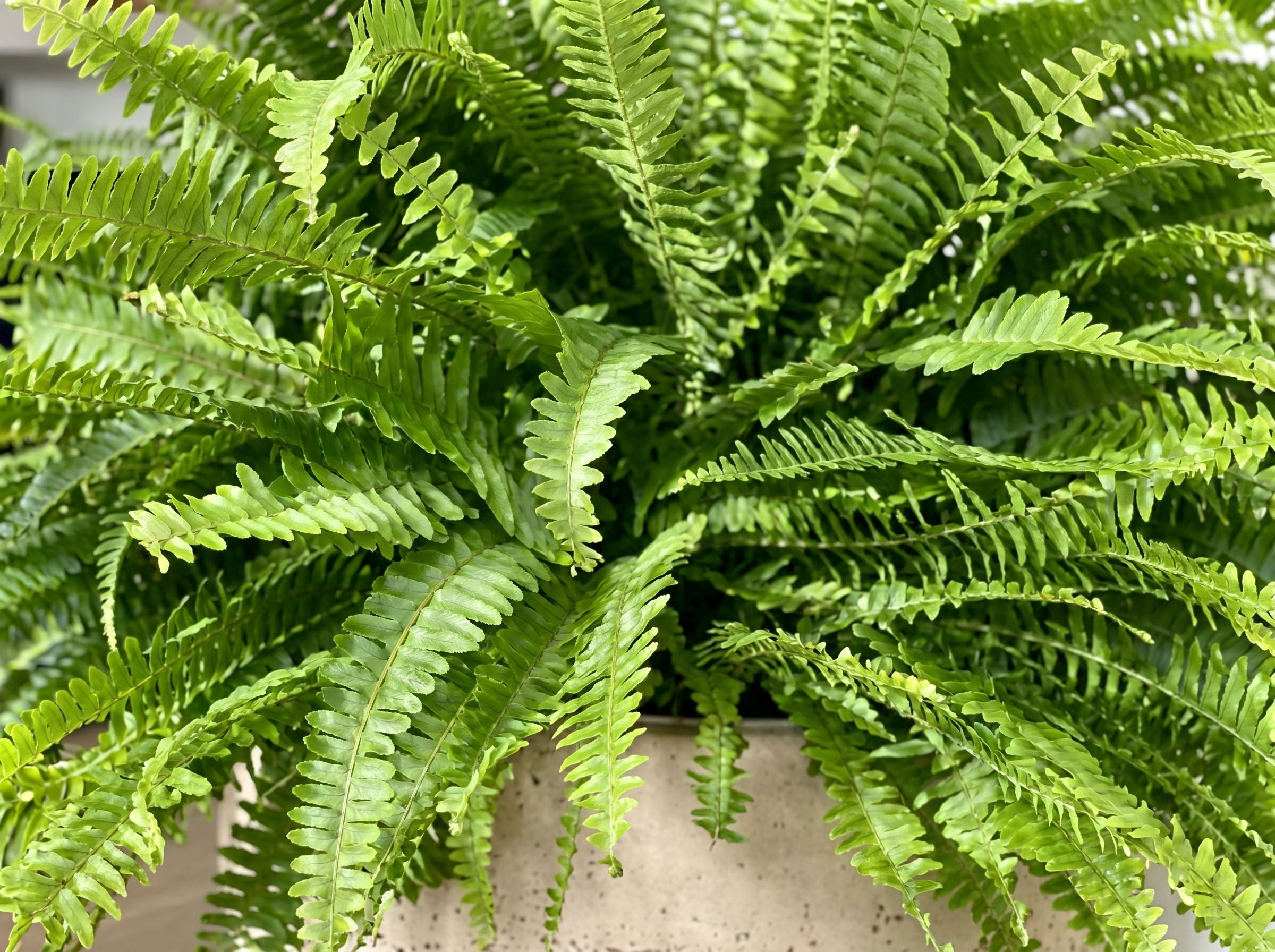 Nephrolepis