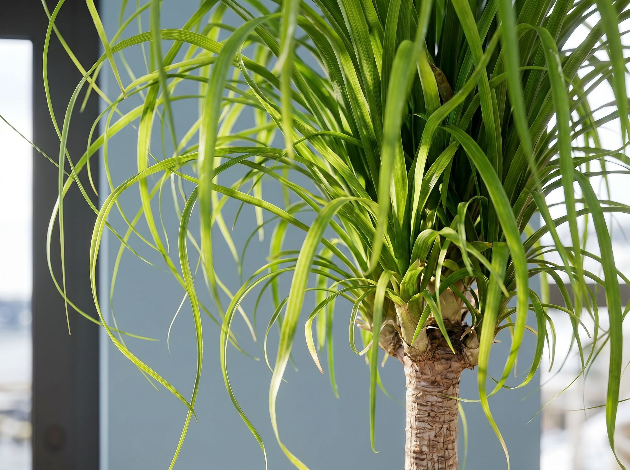 Beaucarnea Recurvata Stam