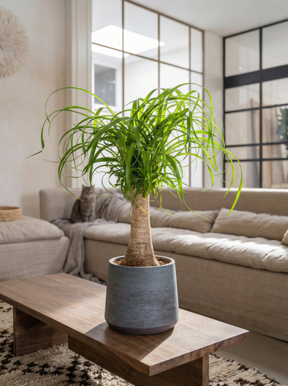 Beaucarnea Recurvata Stam (Accent) olifantspoot 40–100 cm in mat keramische pot