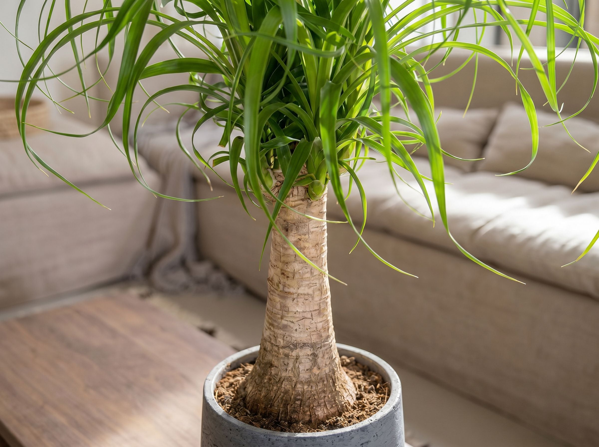 Beaucarnea Recurvata Stem (Accent)