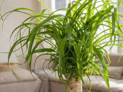 Beaucarnea Recurvata Stam (Accent) olifantspoot volledige plant