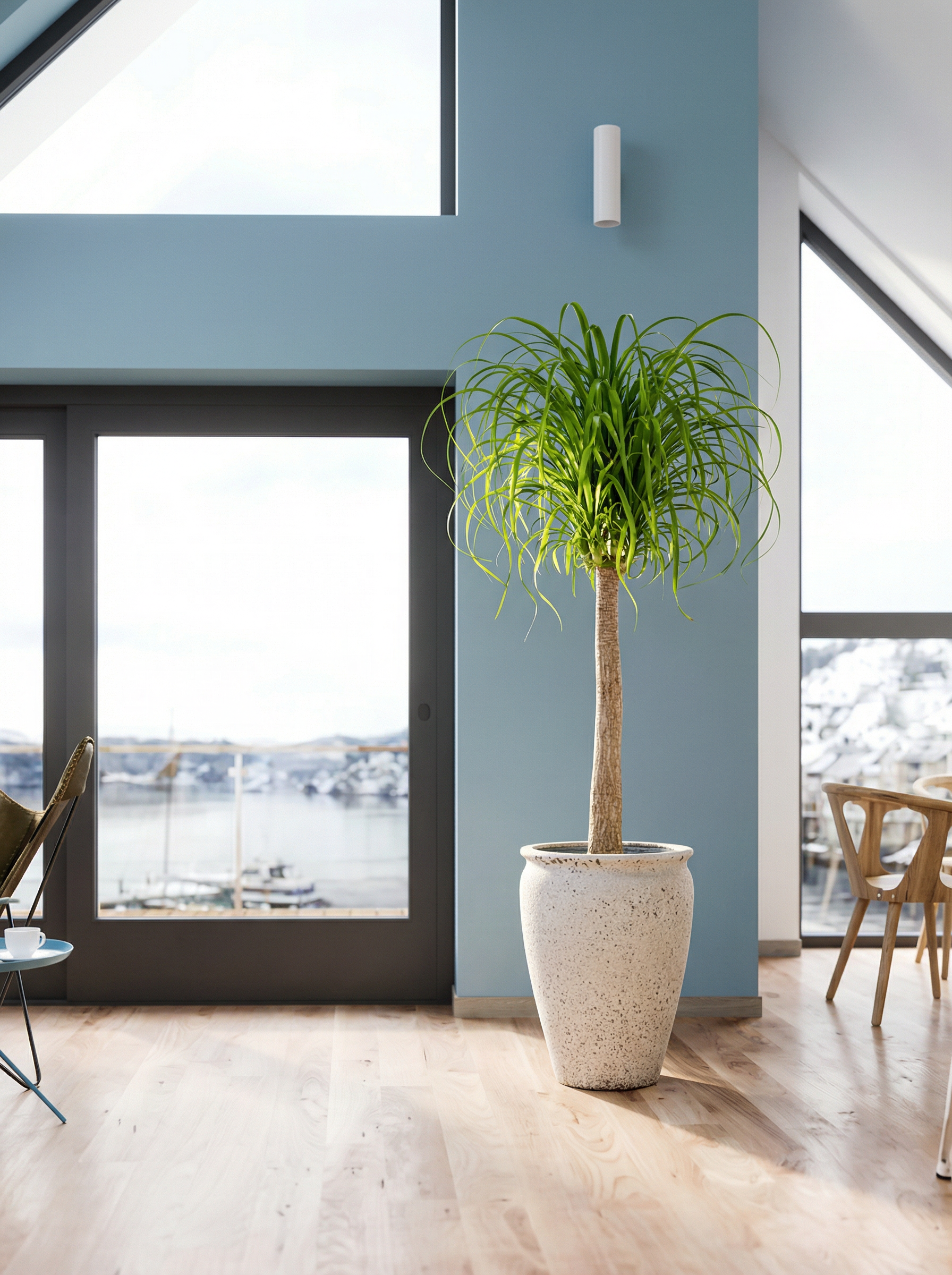 Beaucarnea Recurvata Stam