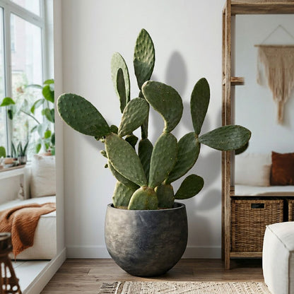 Cactus Opuntia schijfcactus 120 cm in mat keramische pot