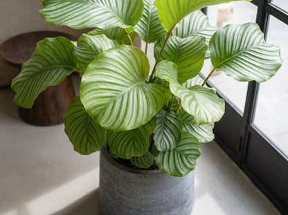 Calathea Orbifolia bladstructuur close-up
