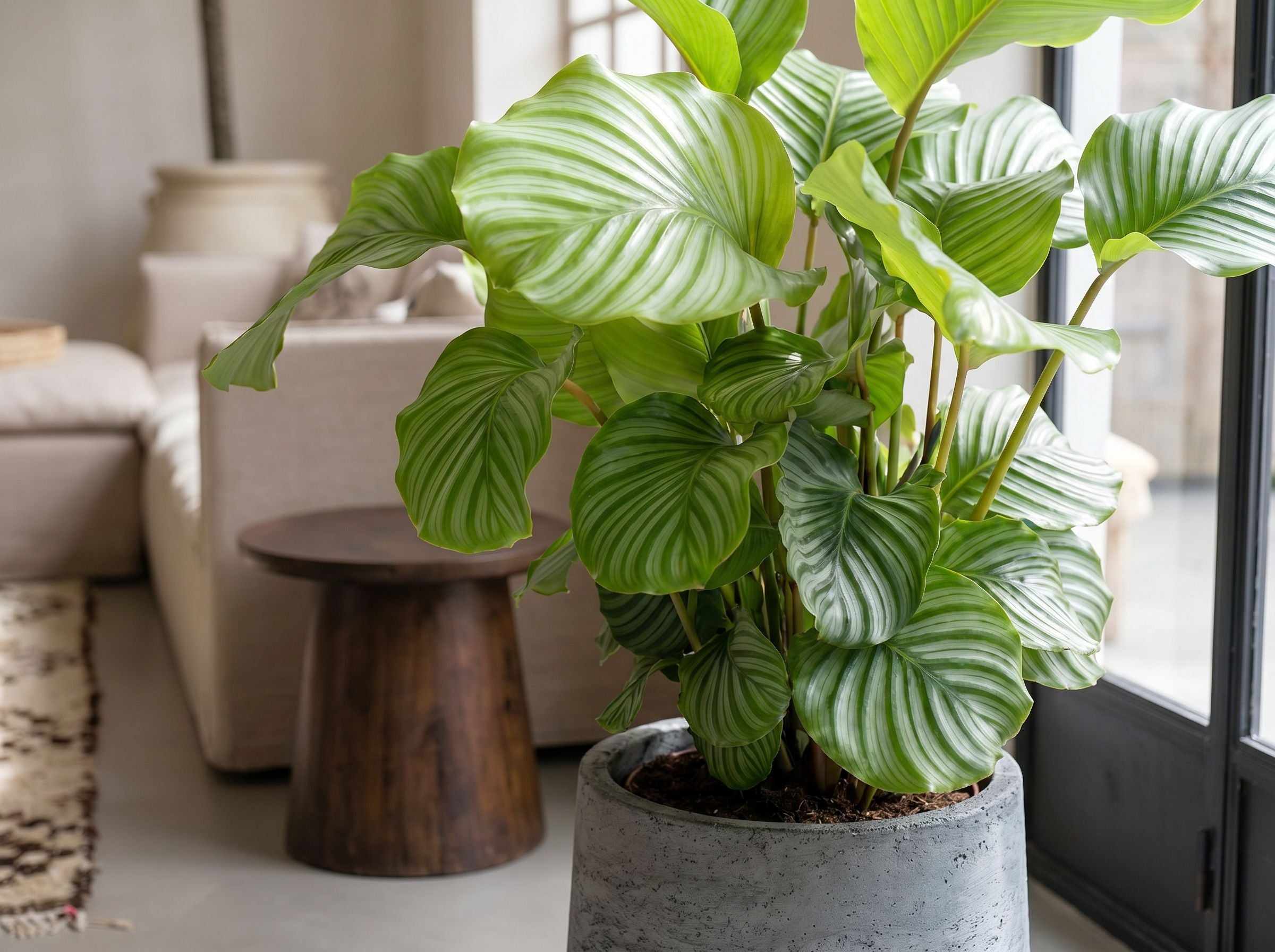 Calathea Orbifolia in urban jungle interieur