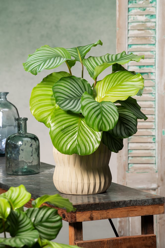 Calathea orbifolia