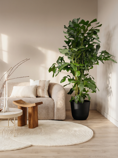 Caryota Mitis vissenstaartpalm 120–160 cm in mat keramische pot
